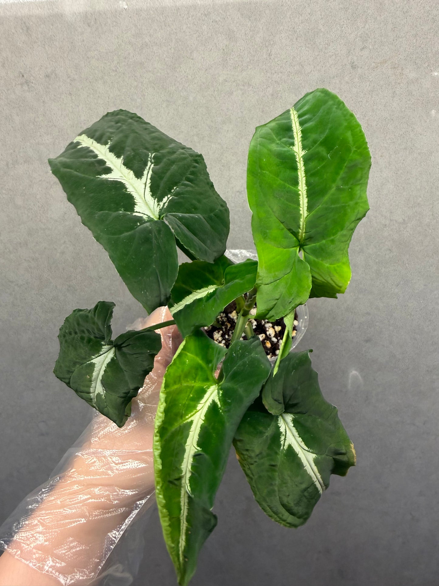 🌿Syngonium wendlandii