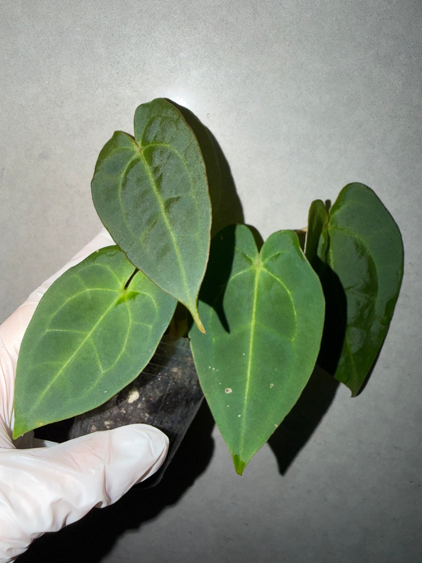 🌿Anthurium red Crystallinum*AOS