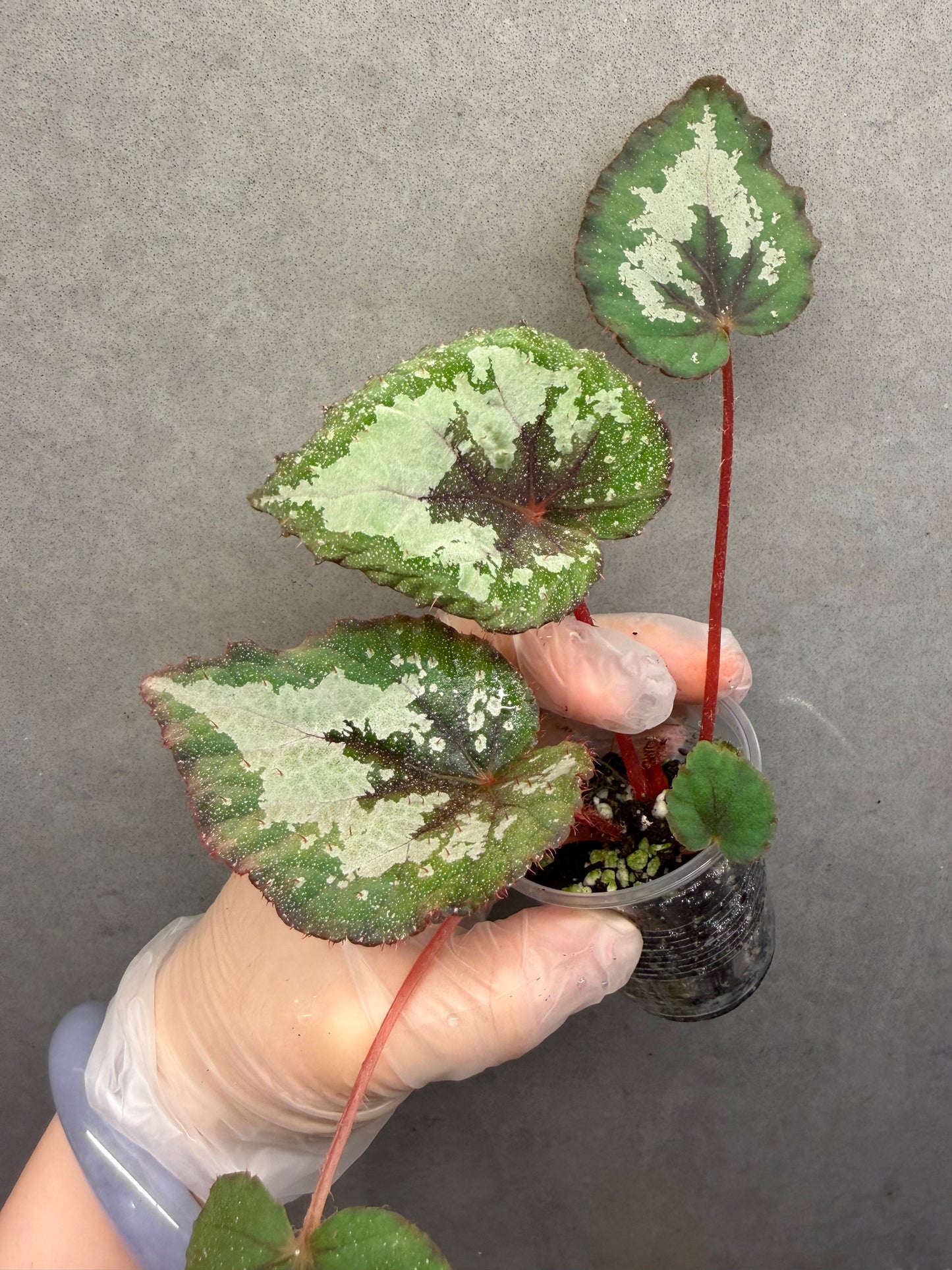 🌟 Begonia ‘DS-Antares’