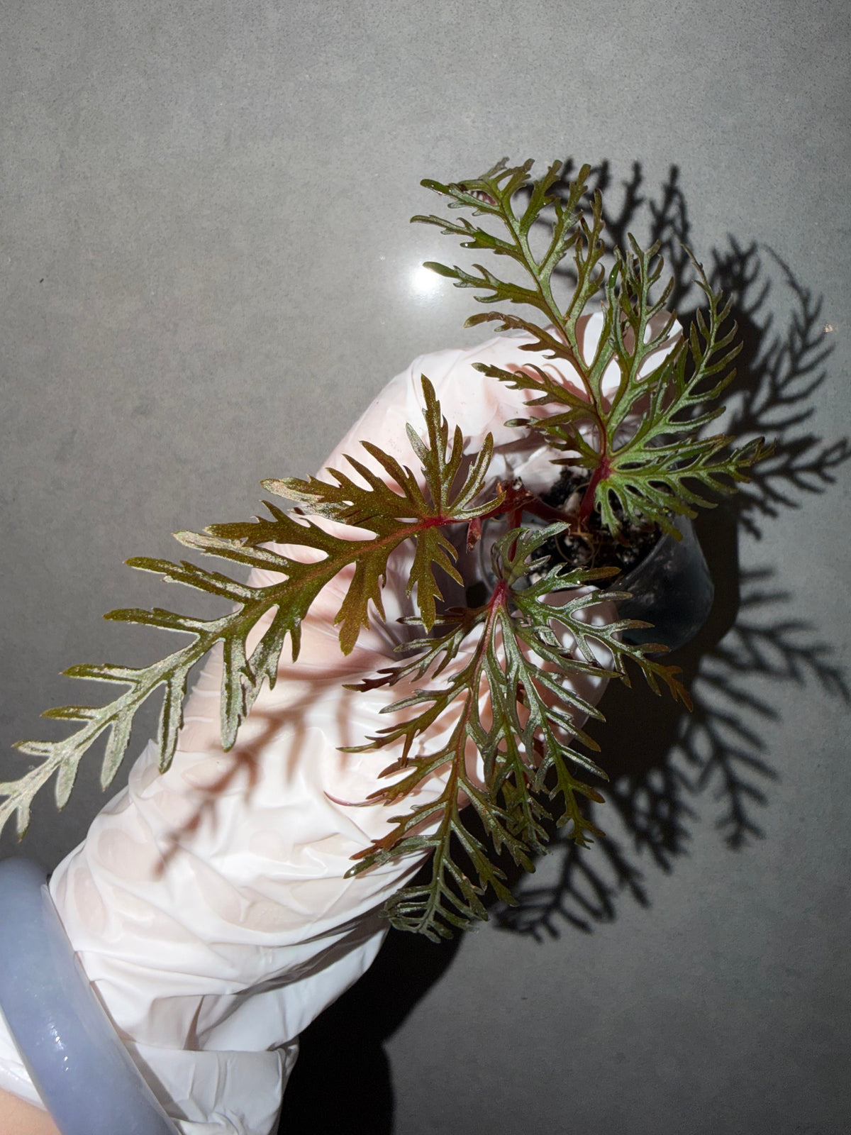 🌿 Begonia Bipinnatifida