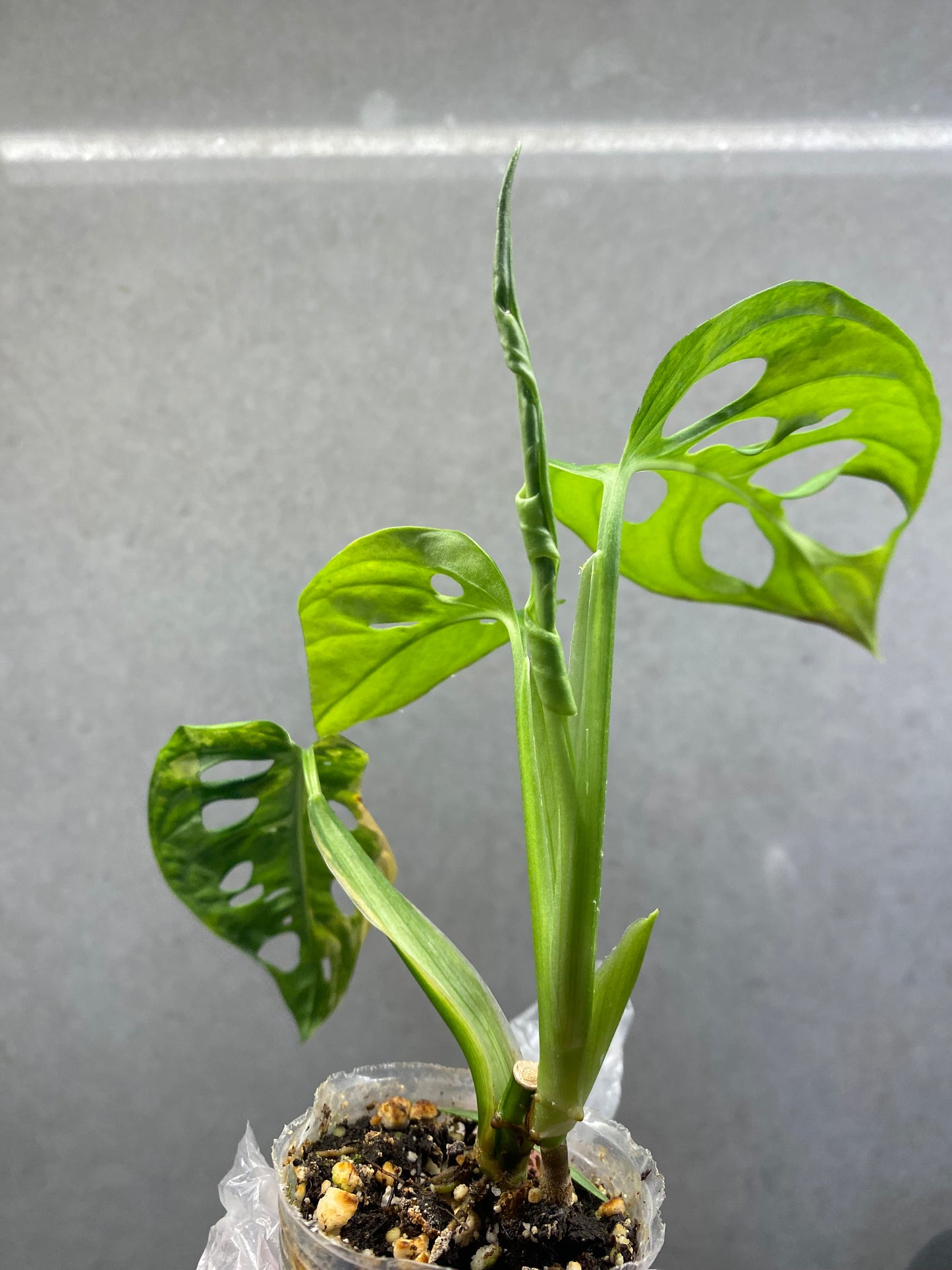 🌿 Monstera adansonii ‘Aurea’