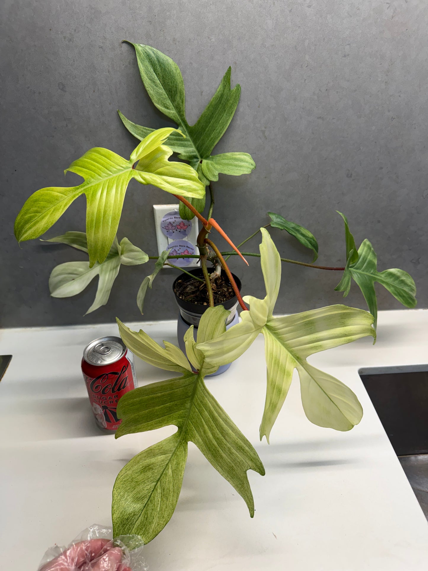 Philodendron 'Florida Ghost‘