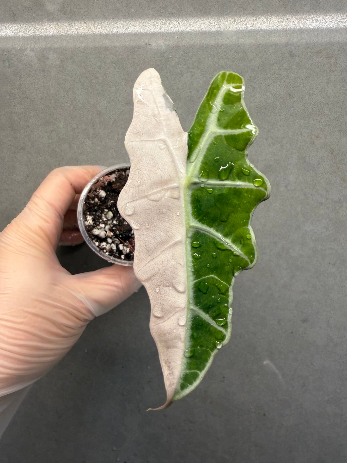 Alocasia ‘Amazonica’ Pink Variegated