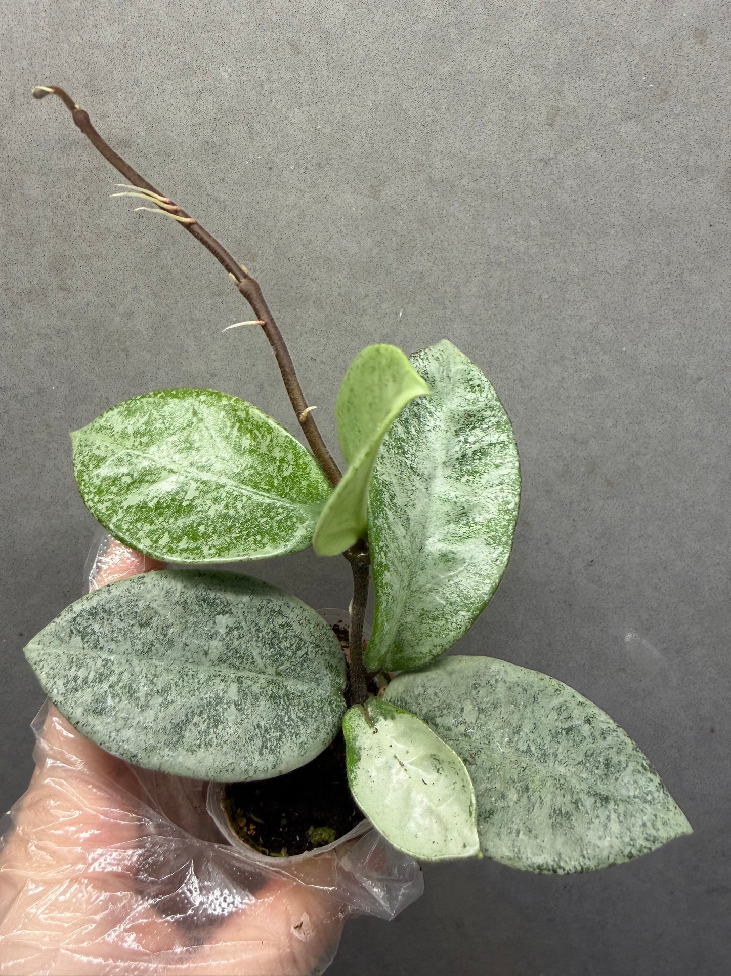 🌿Hoya Argentea Princess- revert variegated