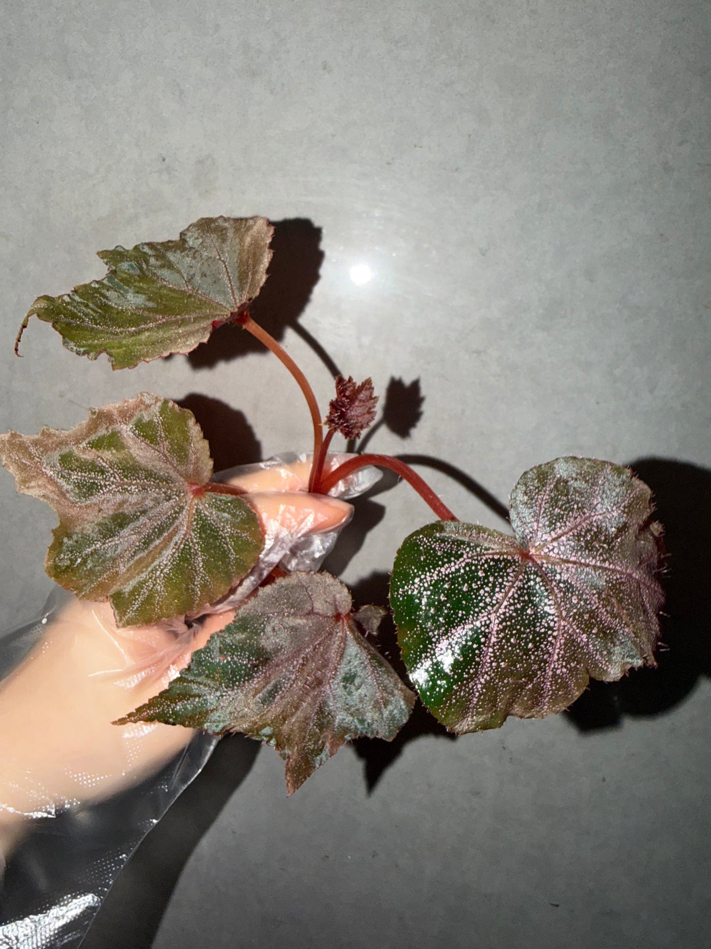 🌿 Begonia 'Robin‘