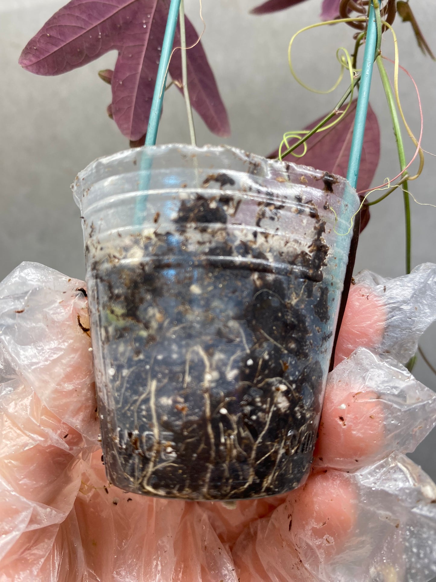 🌿 Passiflora trifasciata