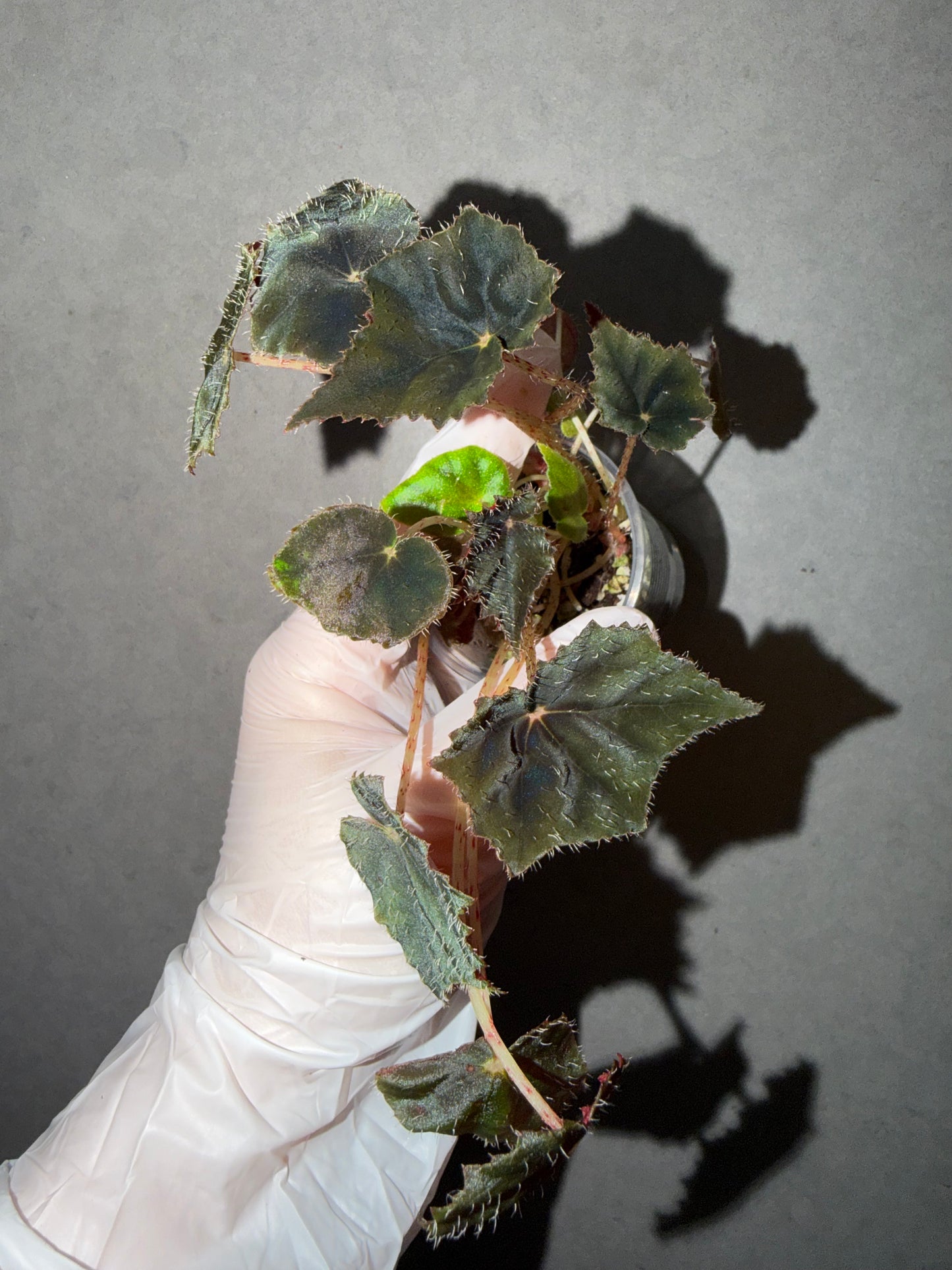 🦢Begonia black velvet