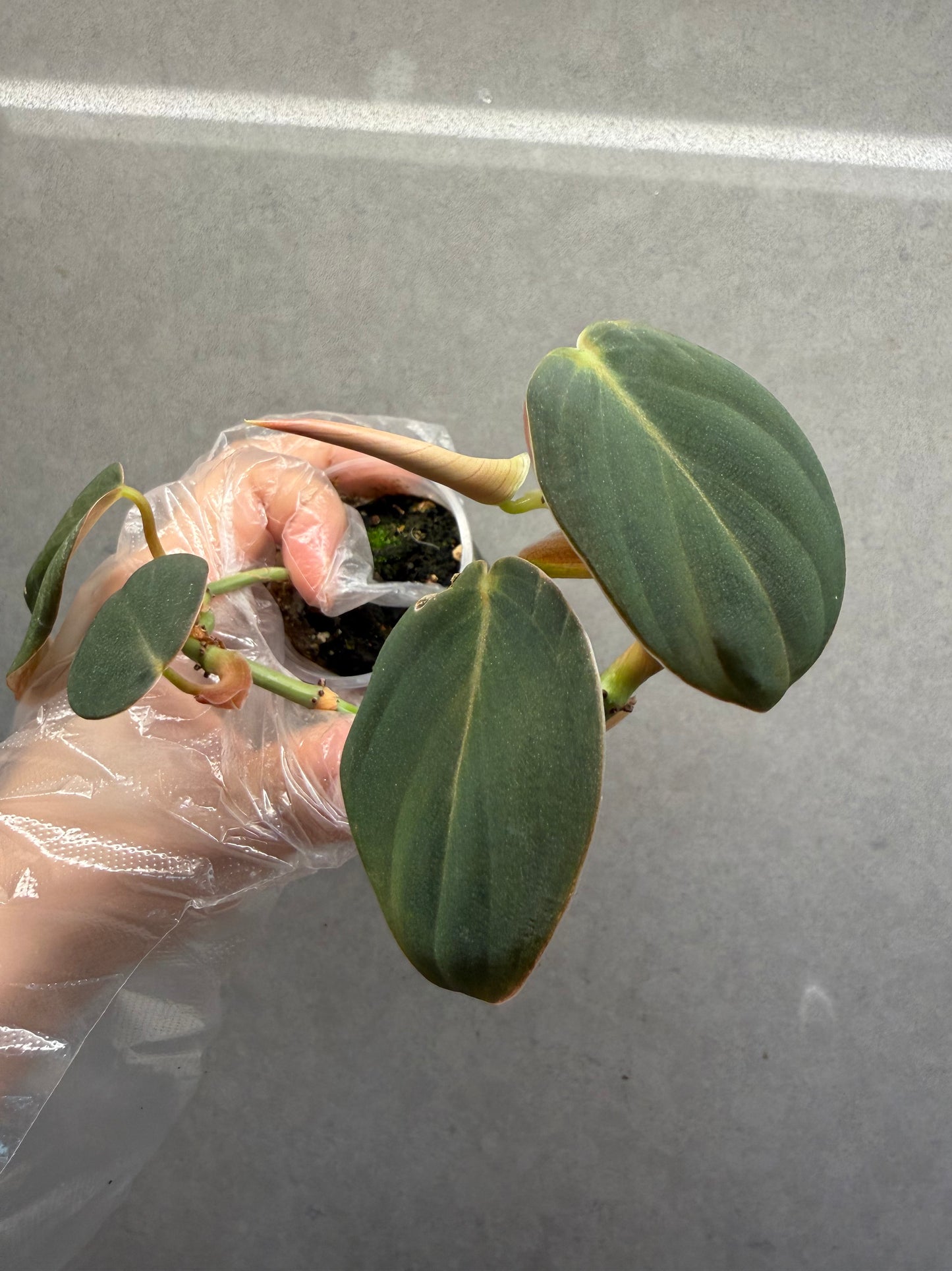 🌿Philodendron Gigas