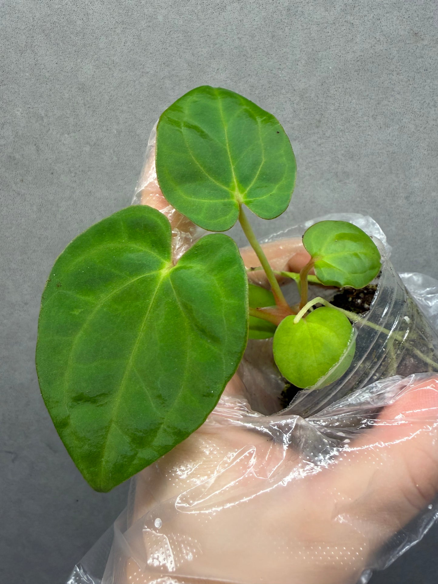🌿Anthurium Papi GY x(RL*FS )