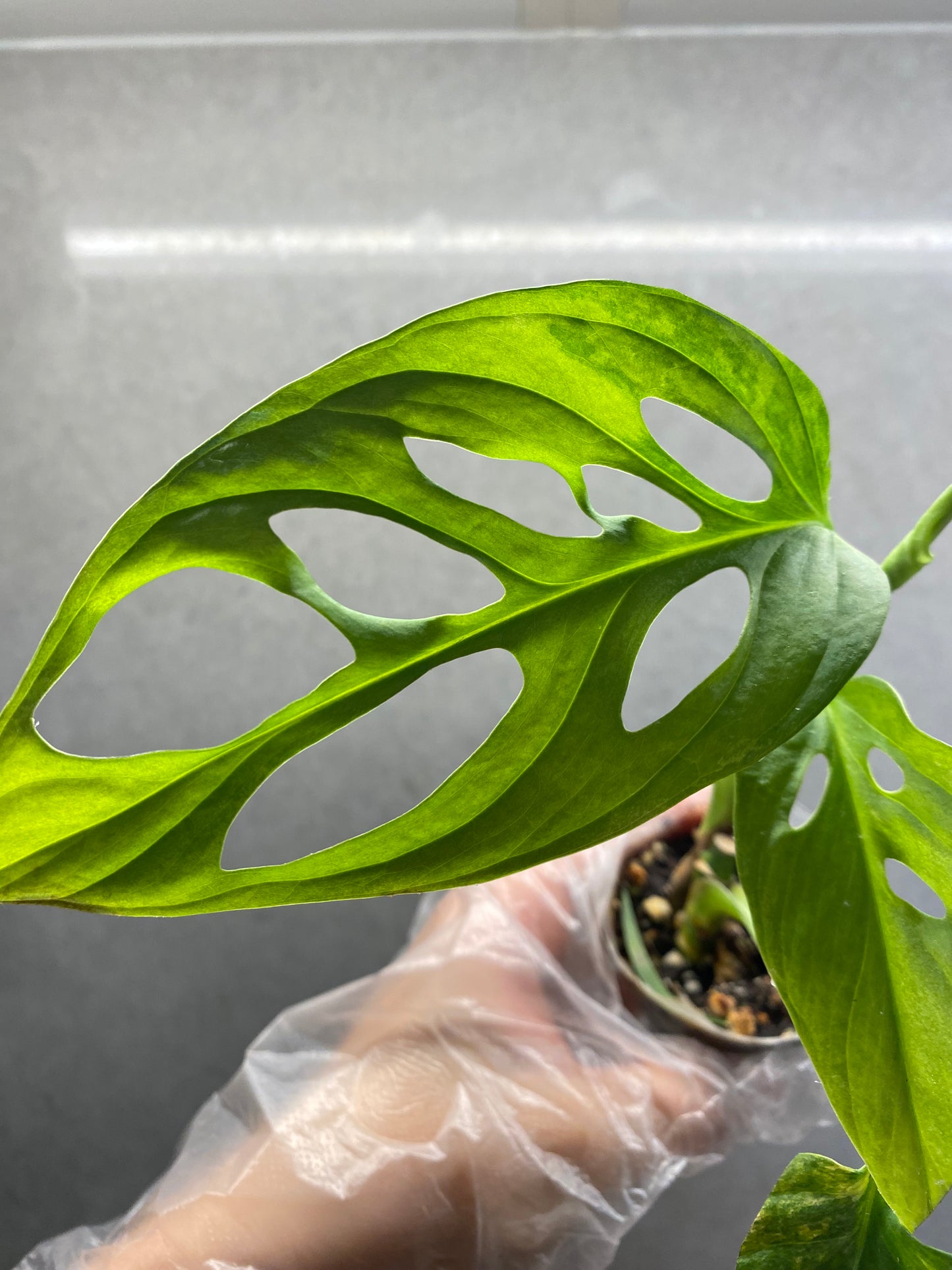 🌿 Monstera adansonii ‘Aurea’
