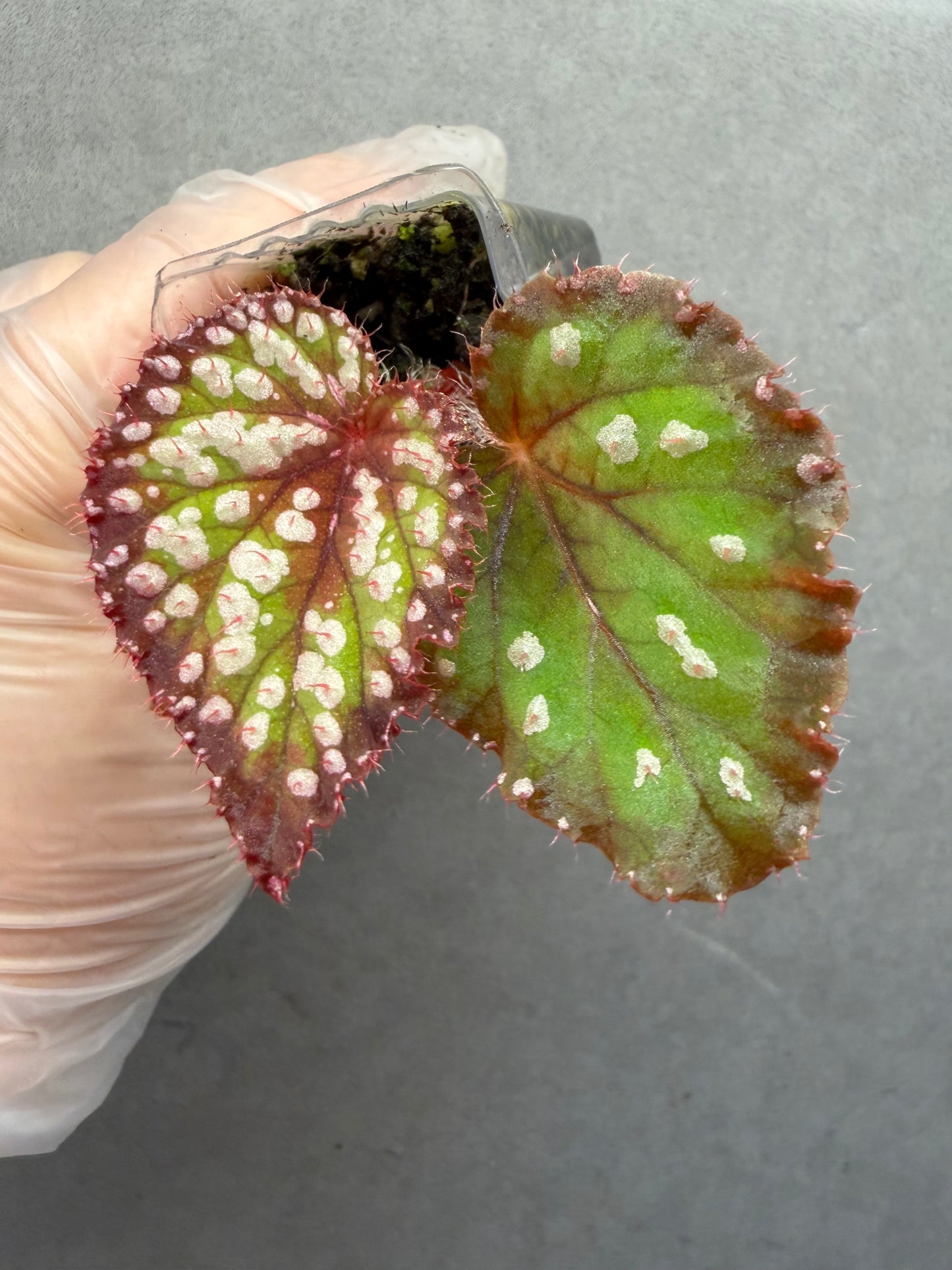 🌿Begonia M&M