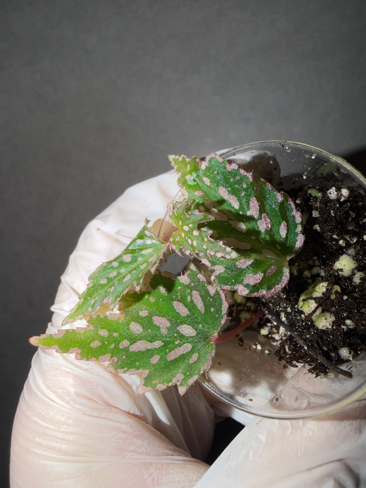 🌿Begonia sp. Aurora