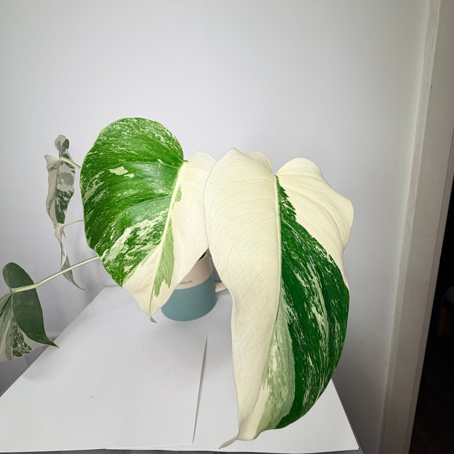 Monstera Albo