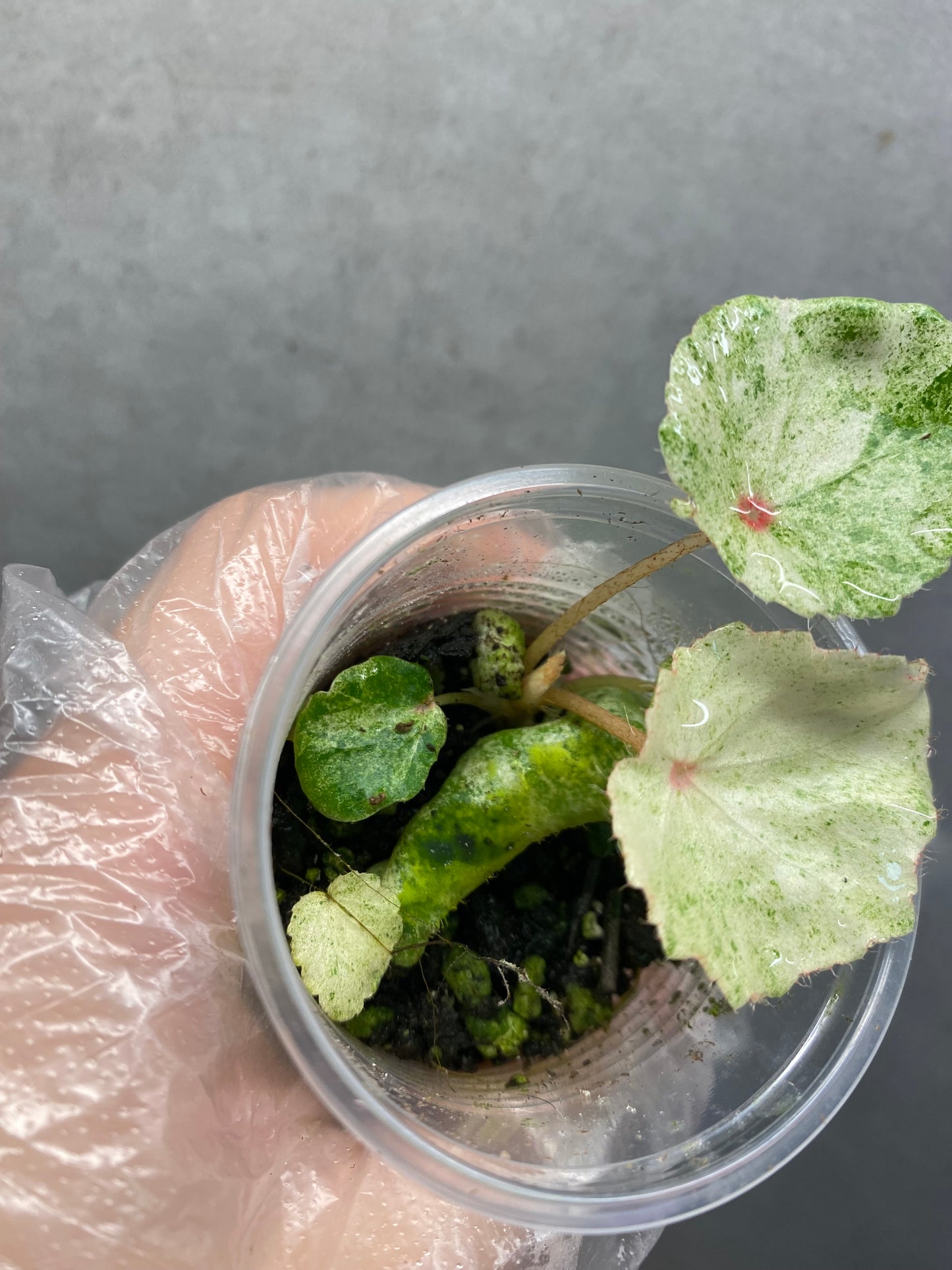 🌿 Begonia 'Rouge' Variegated