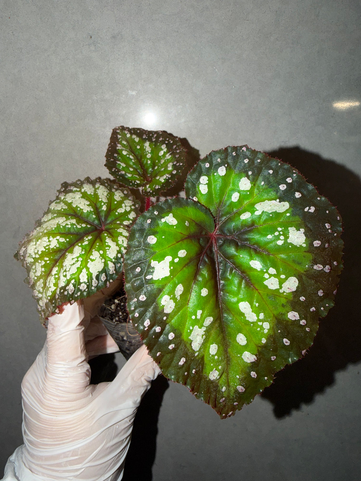 🌿Begonia Fireworks