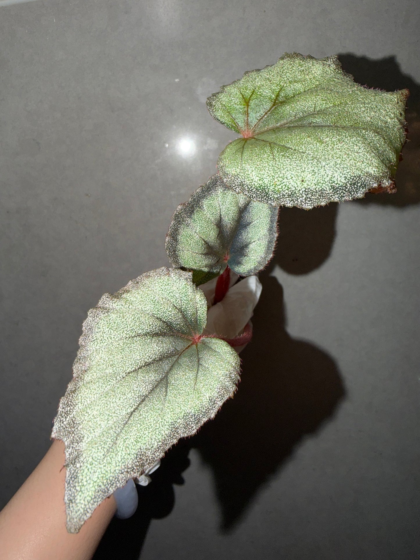 🌿 Begonia ‘Flamingo’