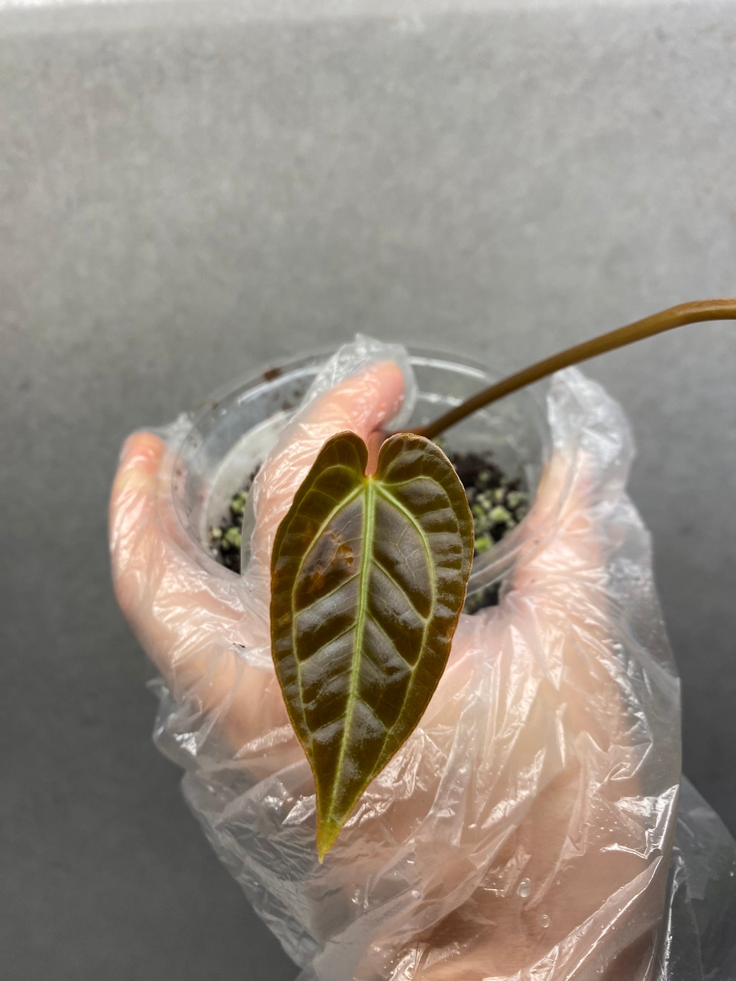 🌿 Anthurium regale