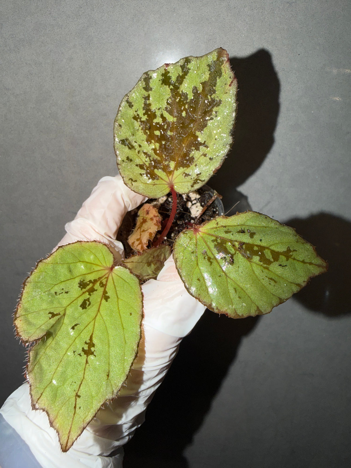 🌿 Begonia aketajawensis (Green)