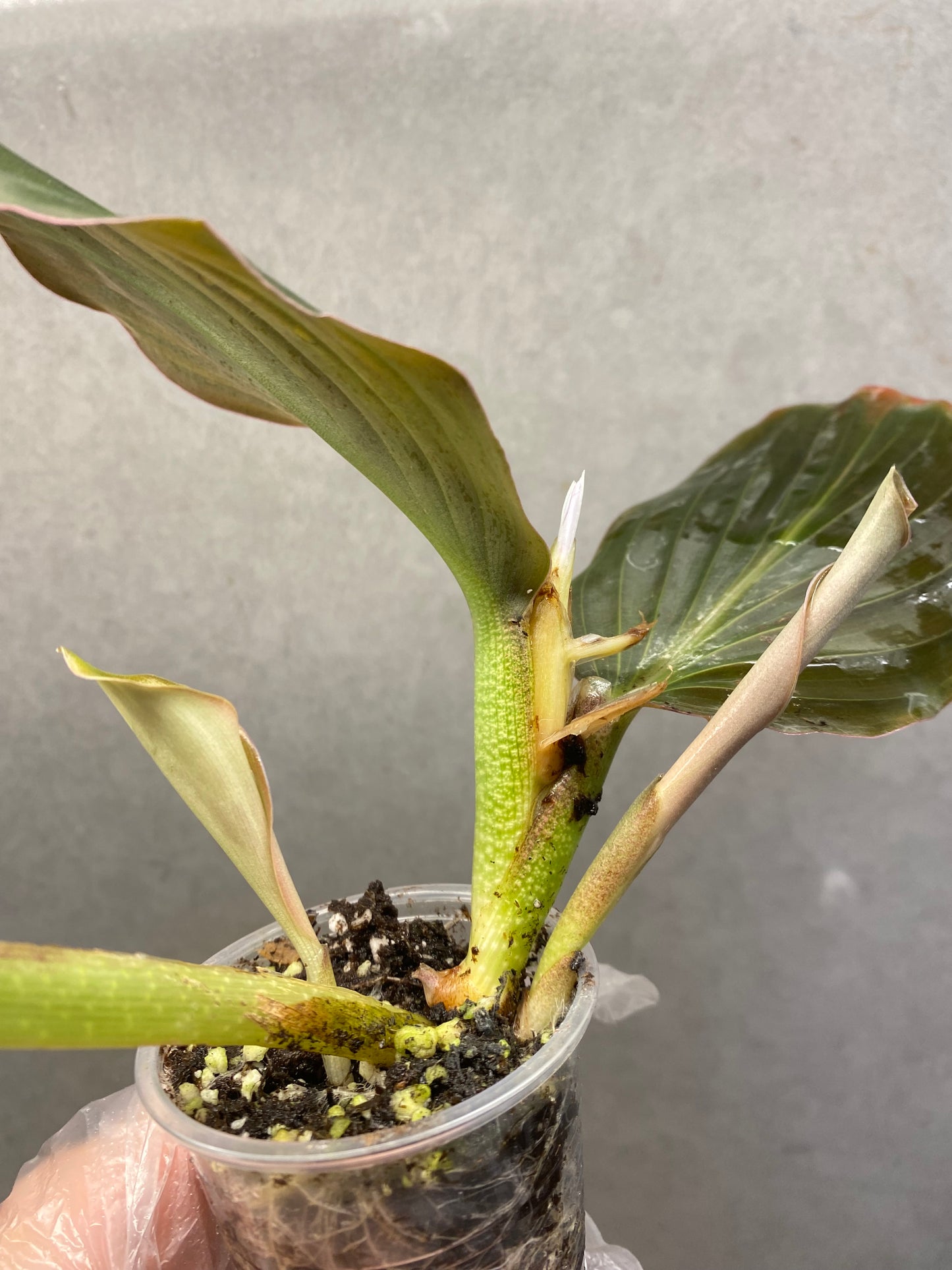 🌿 Kaempferia pulchra