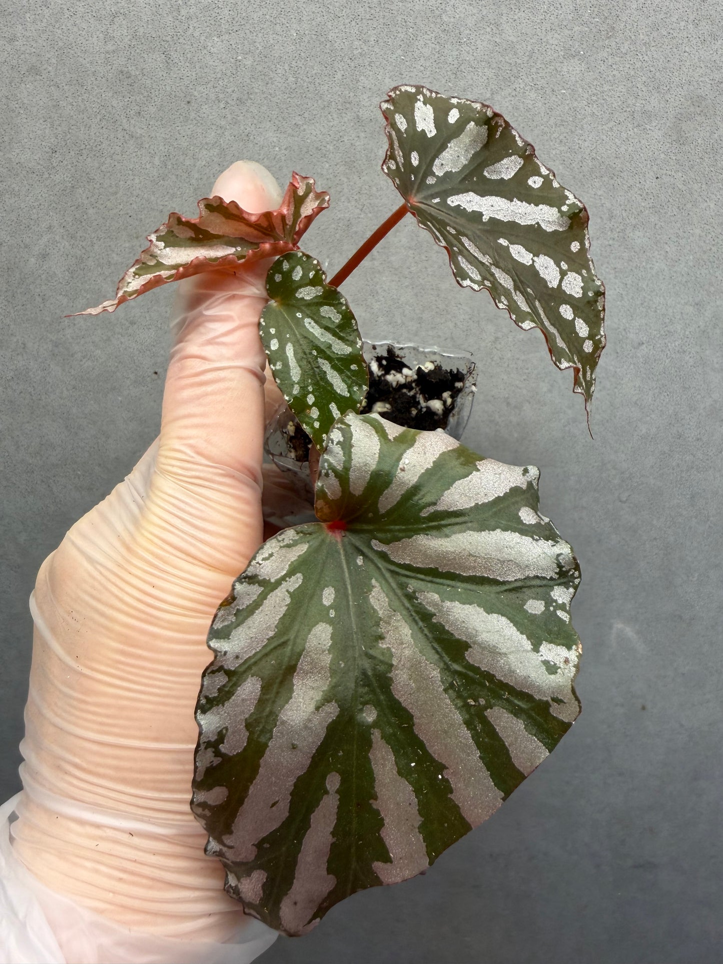🌿 Begonia 'Down Home'