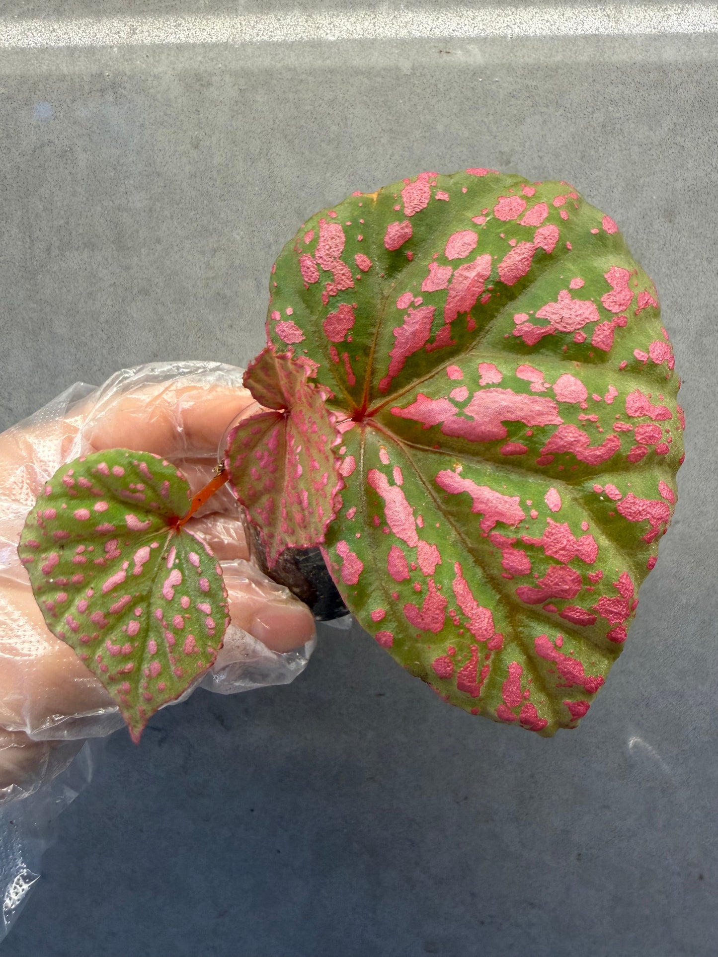 🌸Begonia Roseopunctata