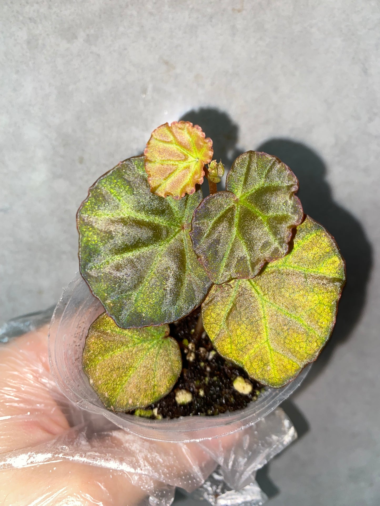 ๐ฟ Begonia sp. Sarawak