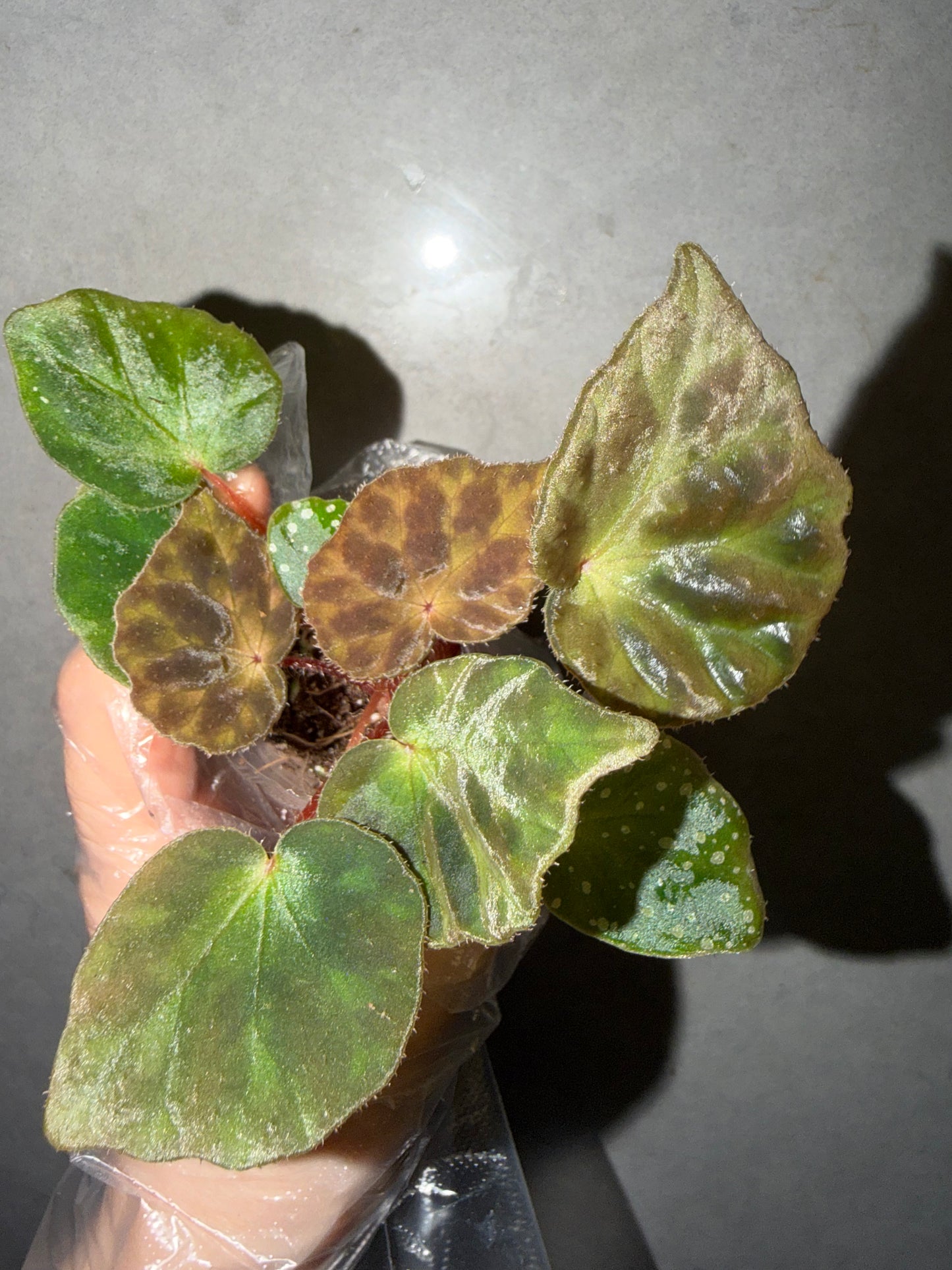 🌿Begonia luzhaiensis