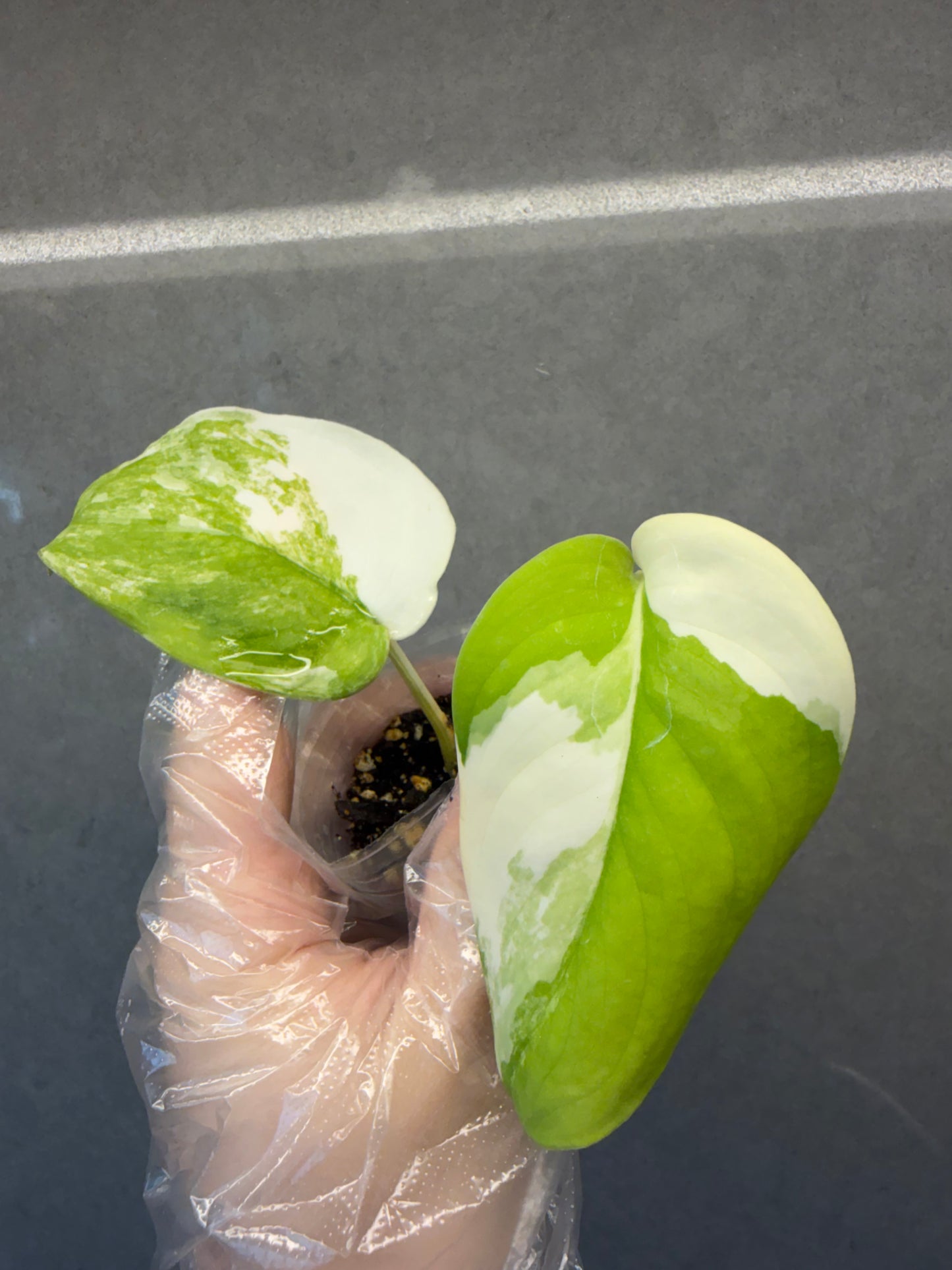 🌿Scindapsus Jade Satin Variegated