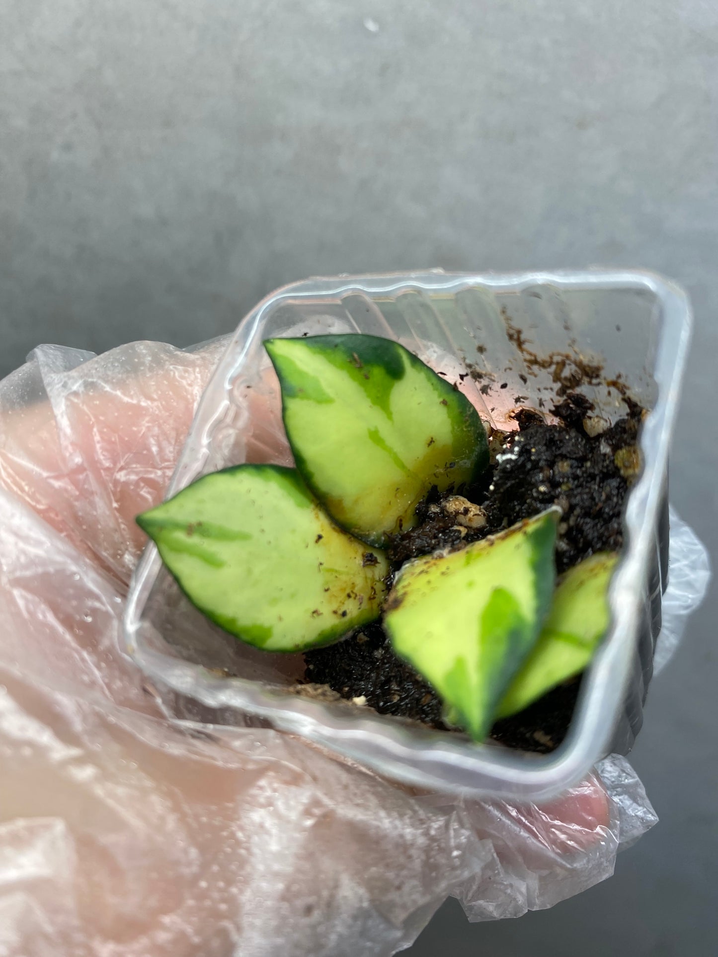 🌿 Hoya Combo (5 types)