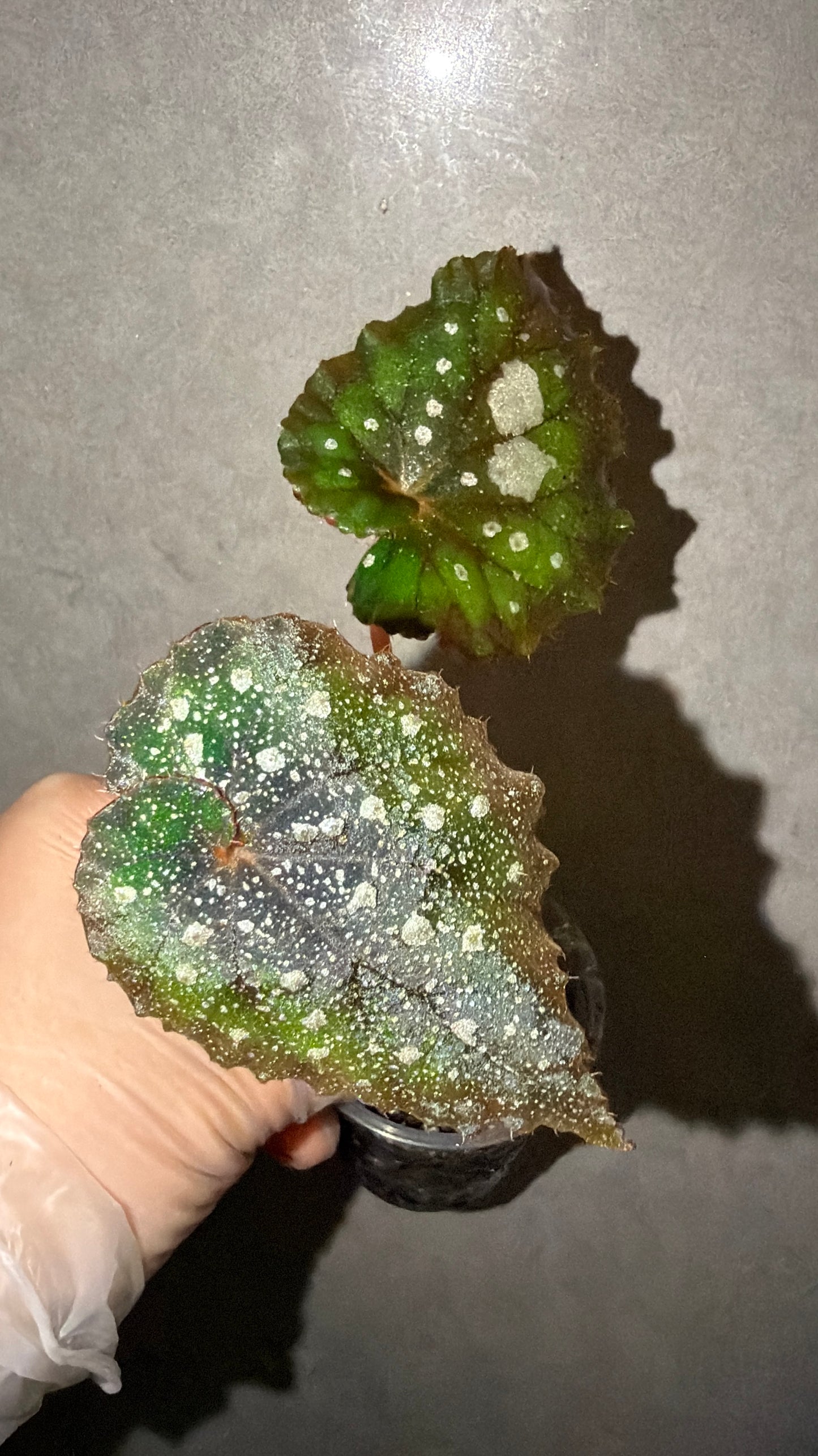 🌌Begonia 'Super Universe'