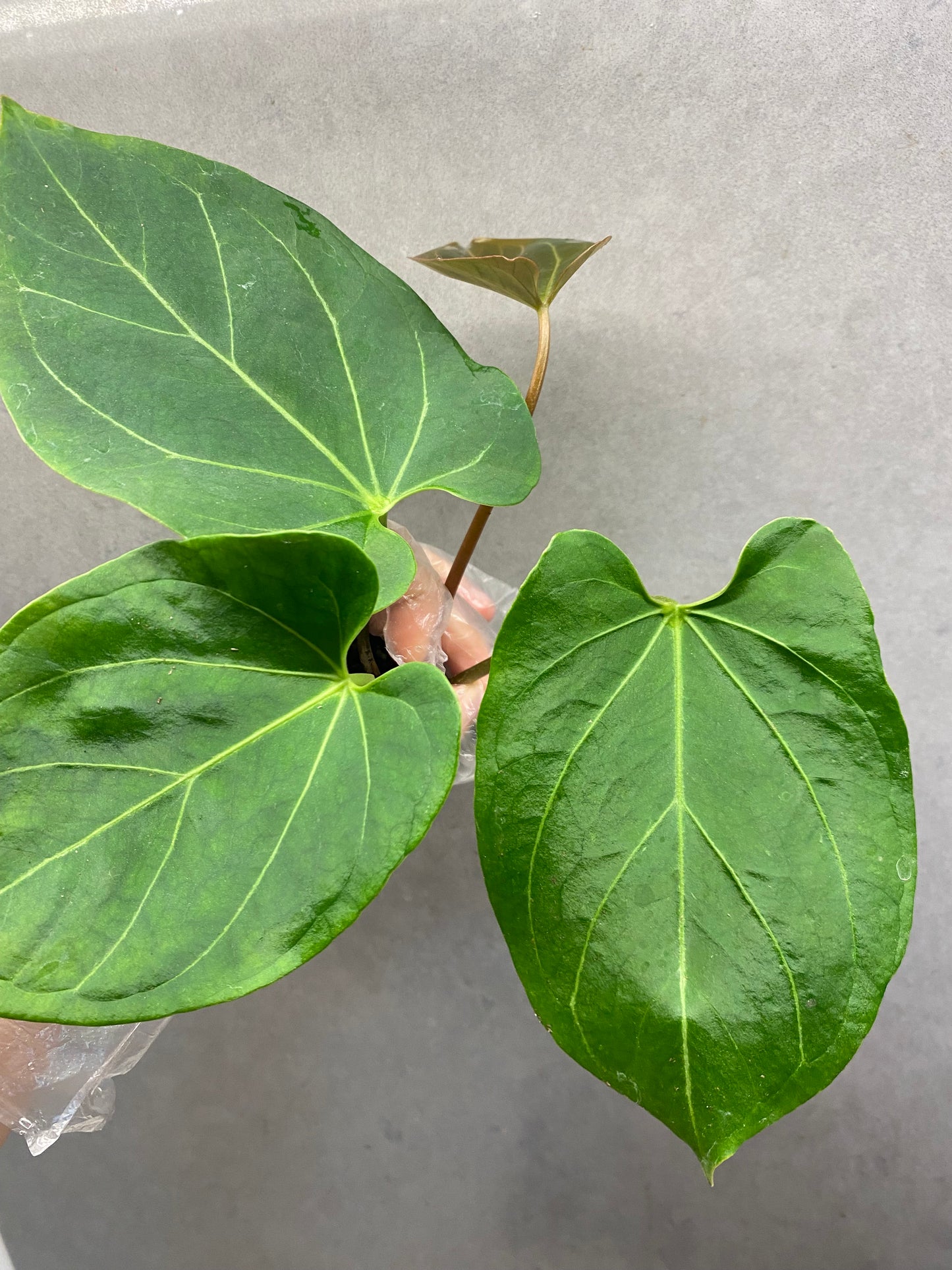 🌿 Anthurium KOS × Papi