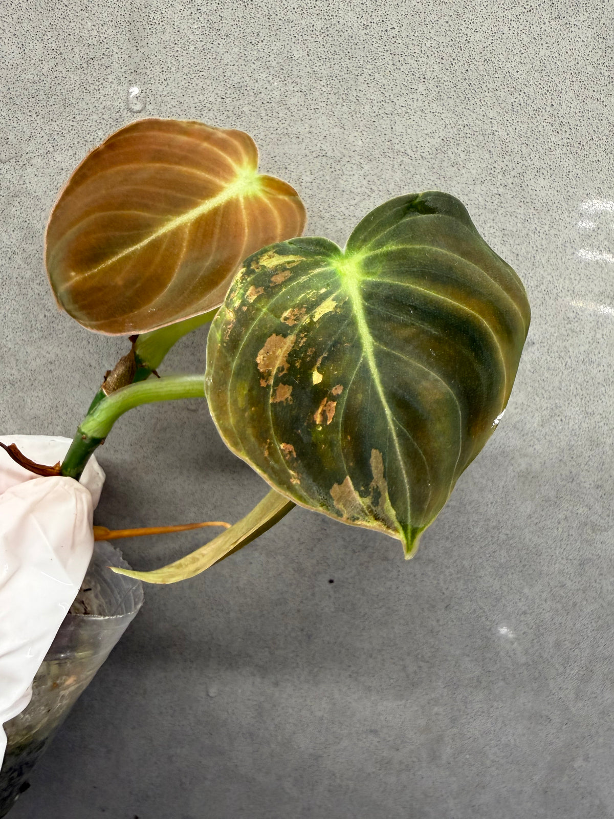 🌿Philodendron Melanochrysum Var