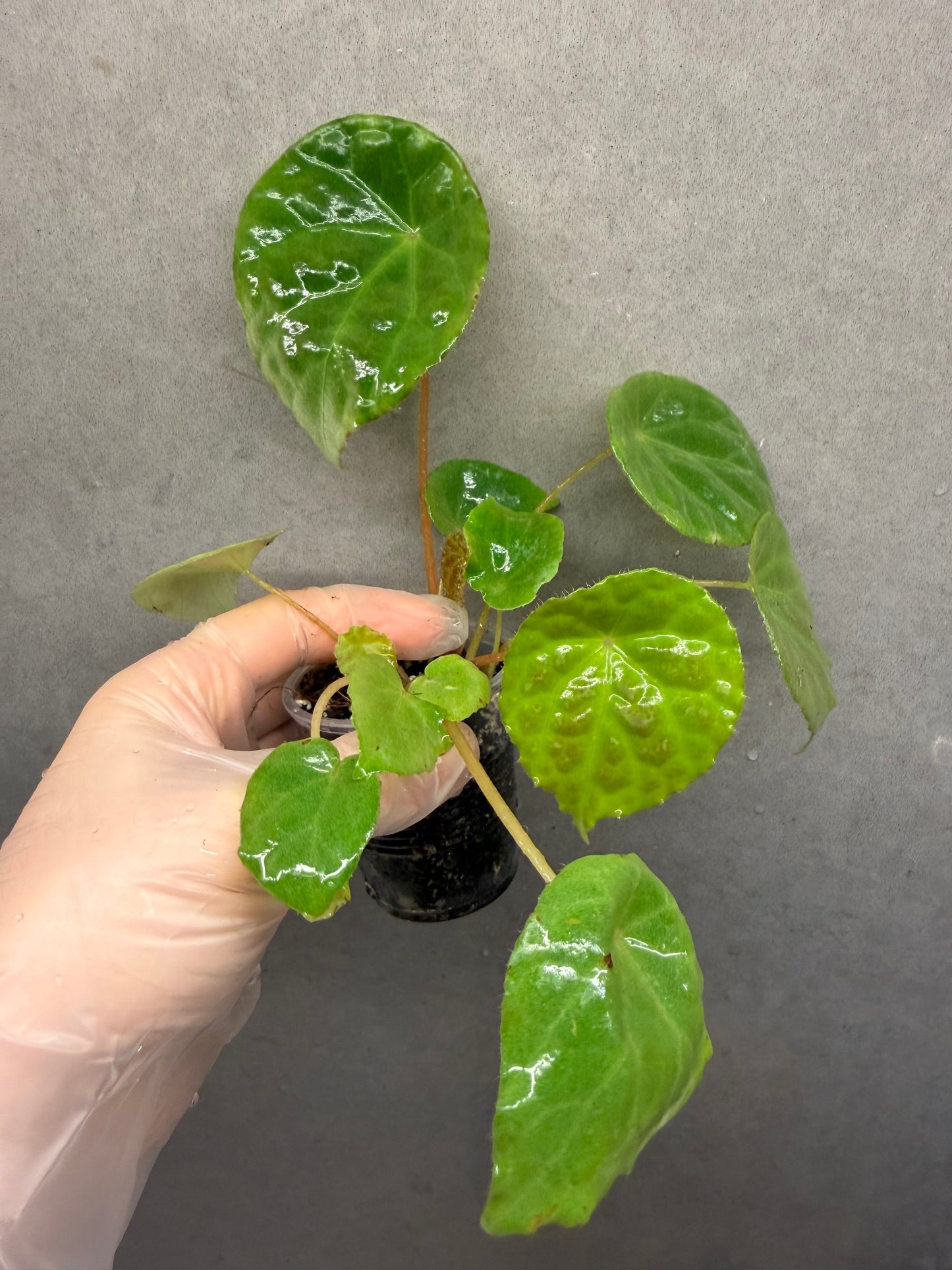 🌿 Begonia natunaensis
