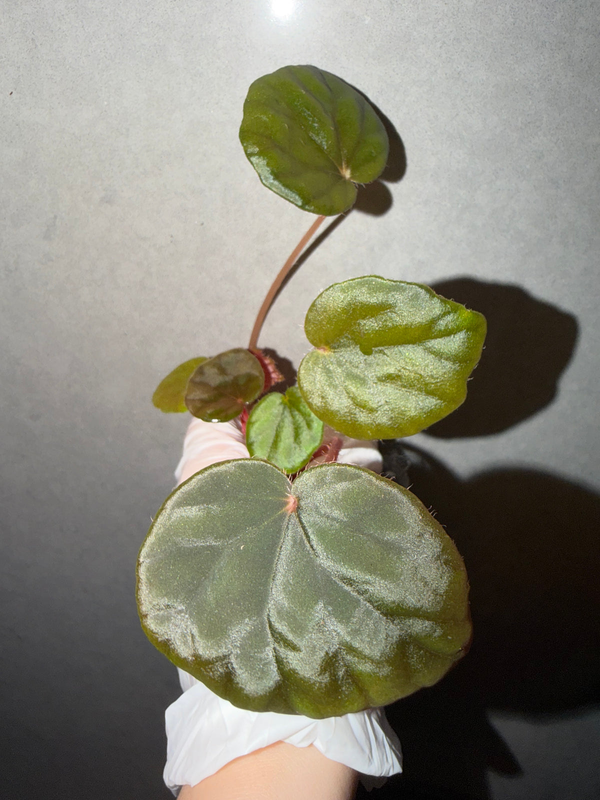 🌿Begonia Red Noid
