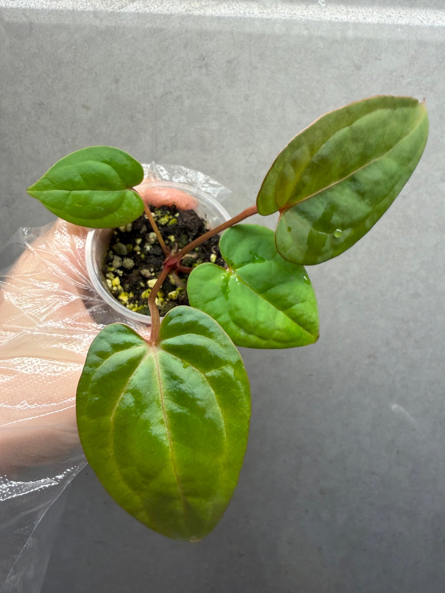 🌿 Anthurium SKG Crystallinum x Anthurium Bvep