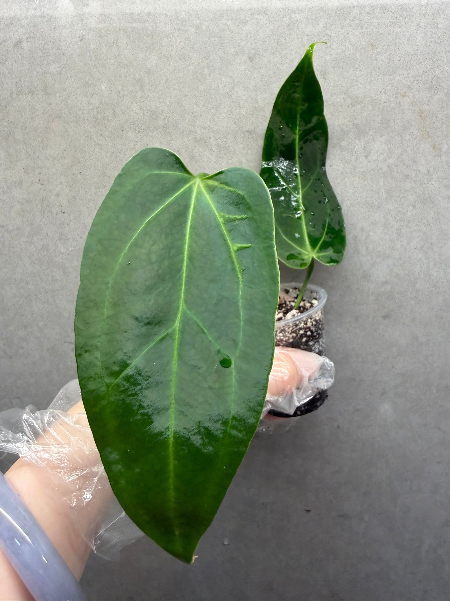 🌿 Anthurium Warocqueanum*Black Crystallinum