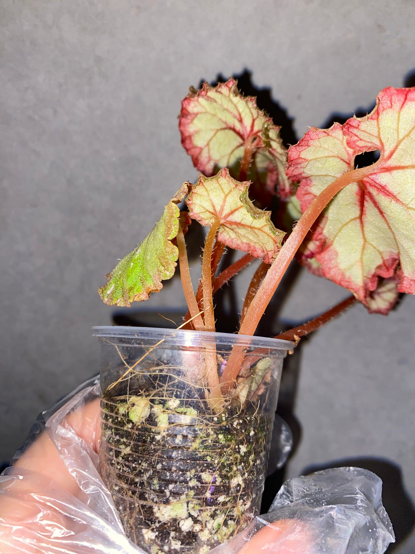 ๐ฟ Begonia 'Carnival'