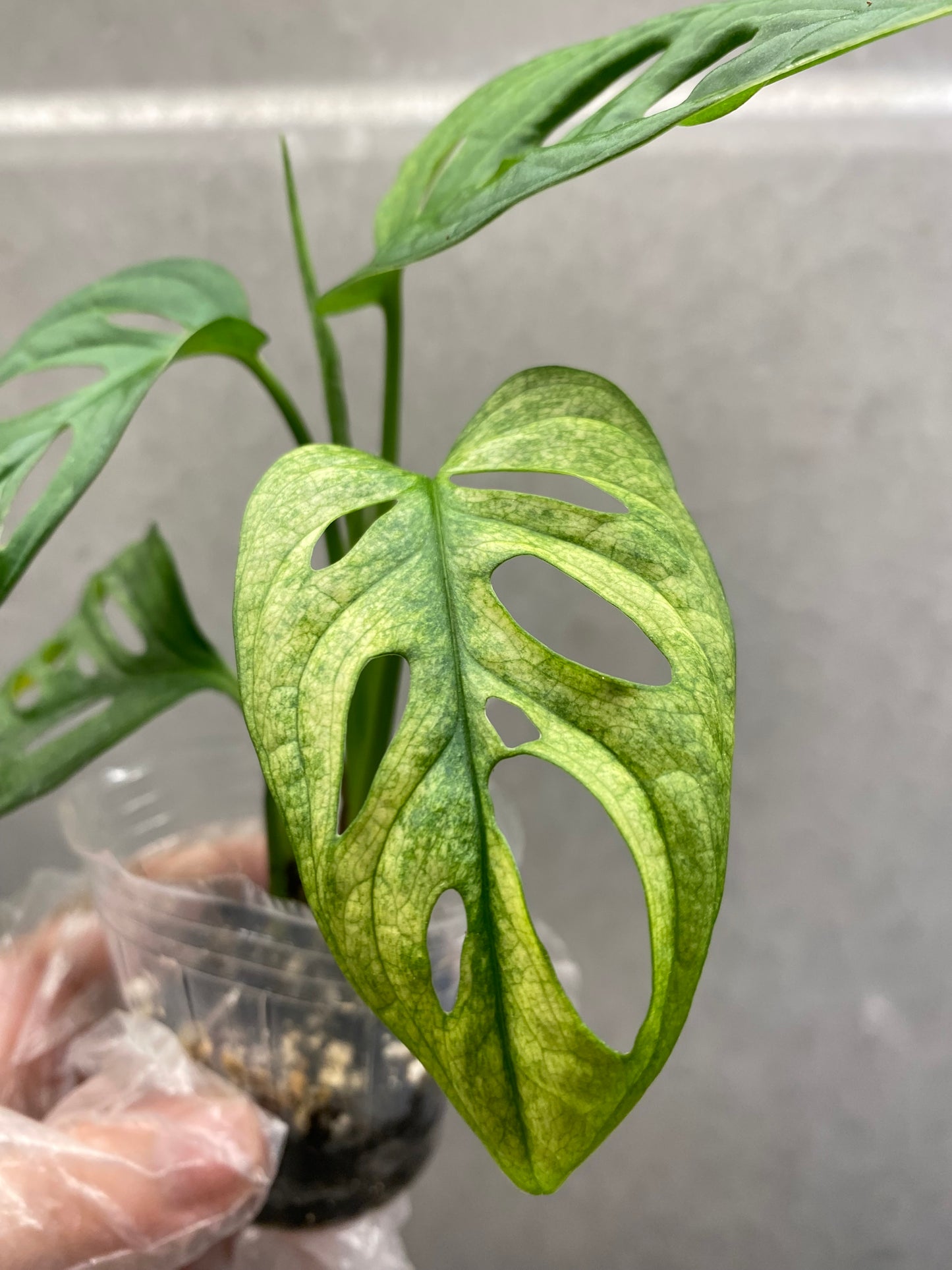 🌿 Monstera Adansonii 'White Monster'