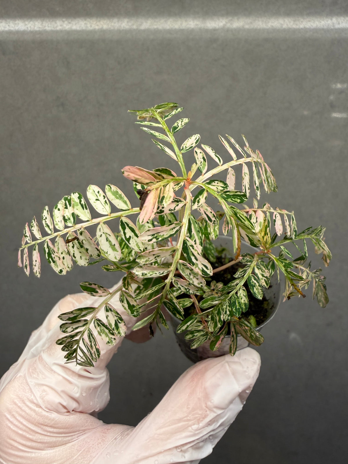 🌸Phyllanthus Urinaria Pink Variegated