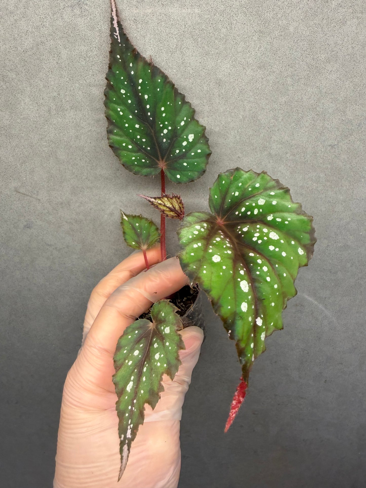 🌿Begonia ’African Jungle‘