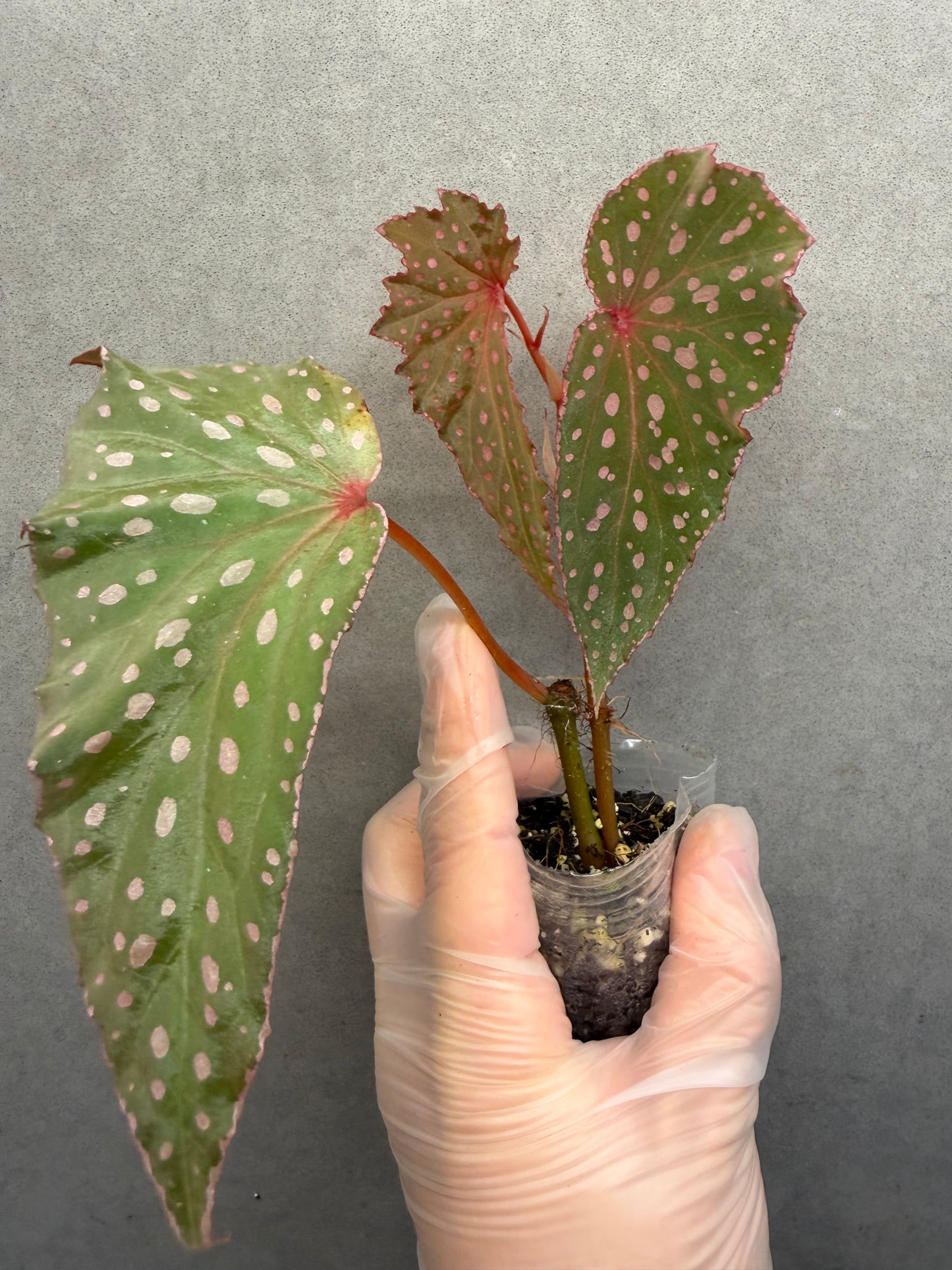 🌿 Begonia malachosticta
