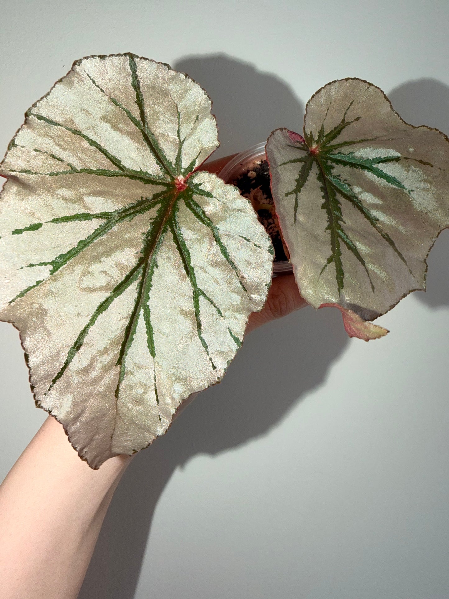 Begonia looking glass