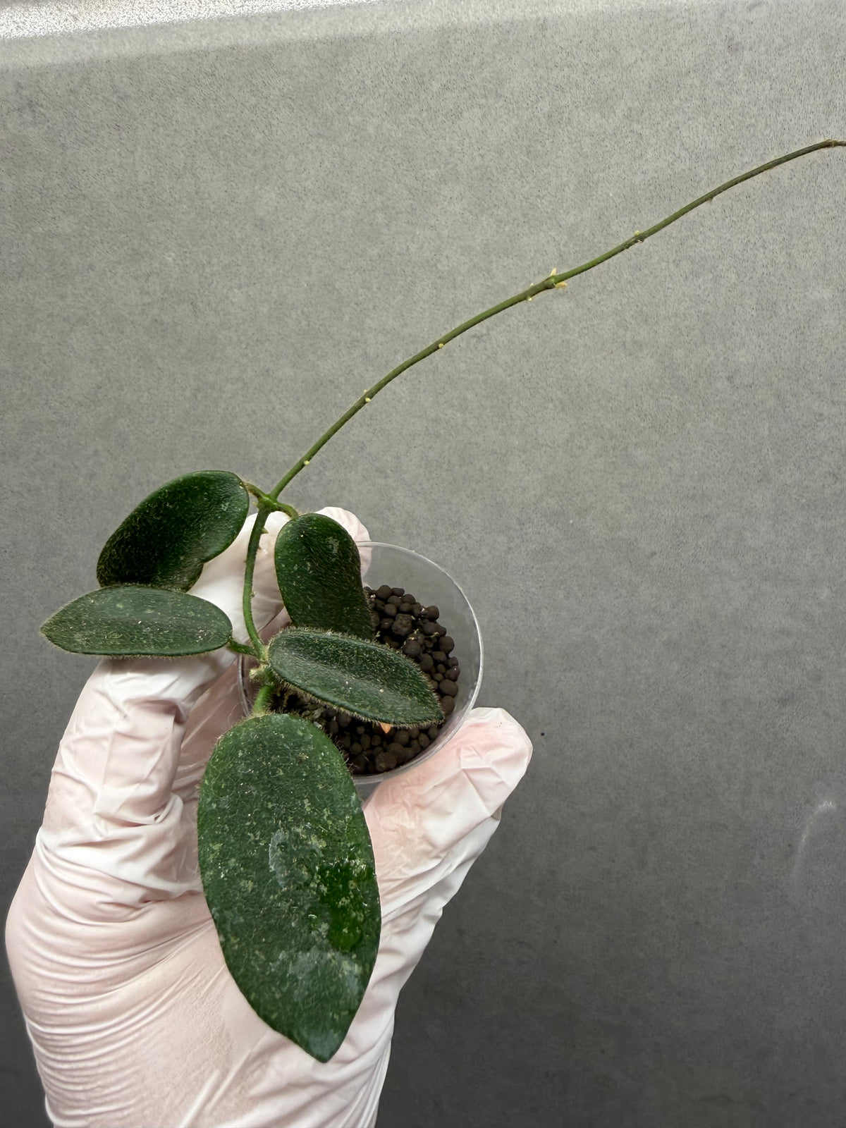 Hoya Thomsonii Pink Splash