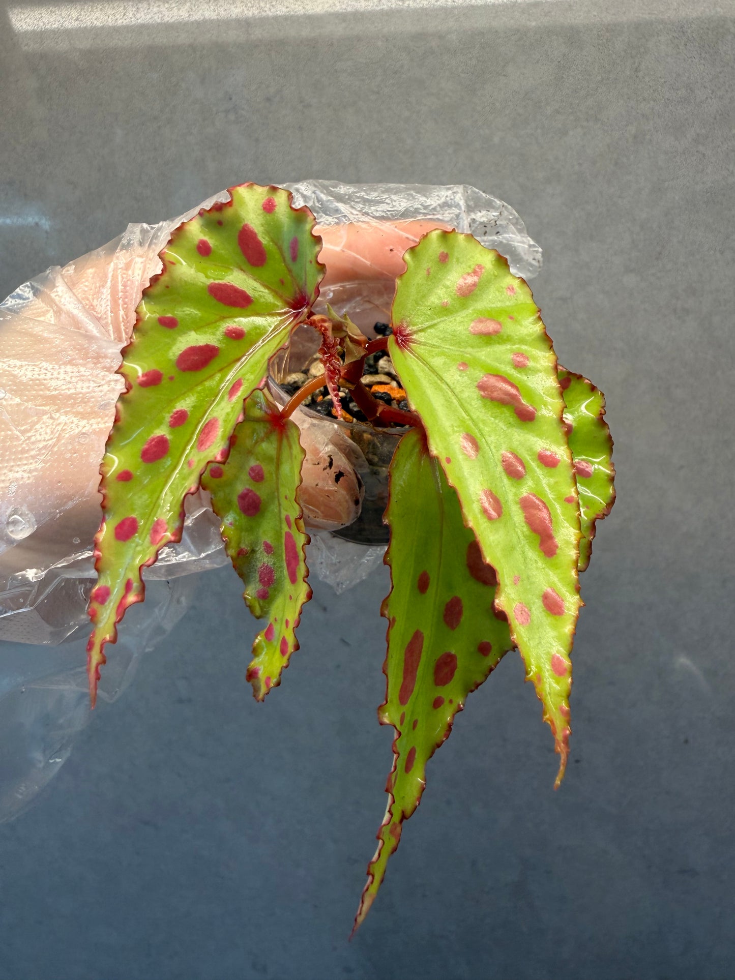 🌿Begonia ‘Pink Lava’