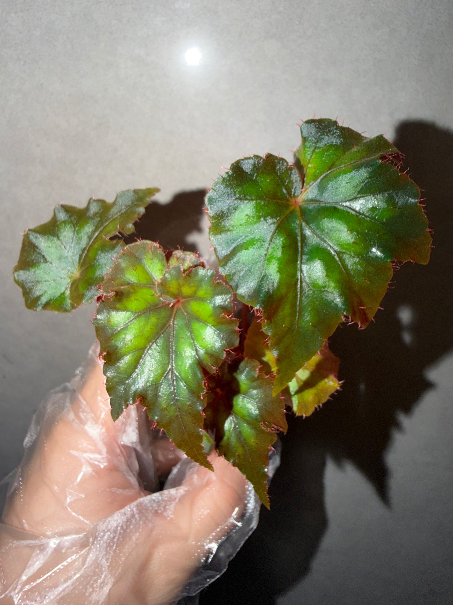 ⚡️Begonia ThunderCloud☁️