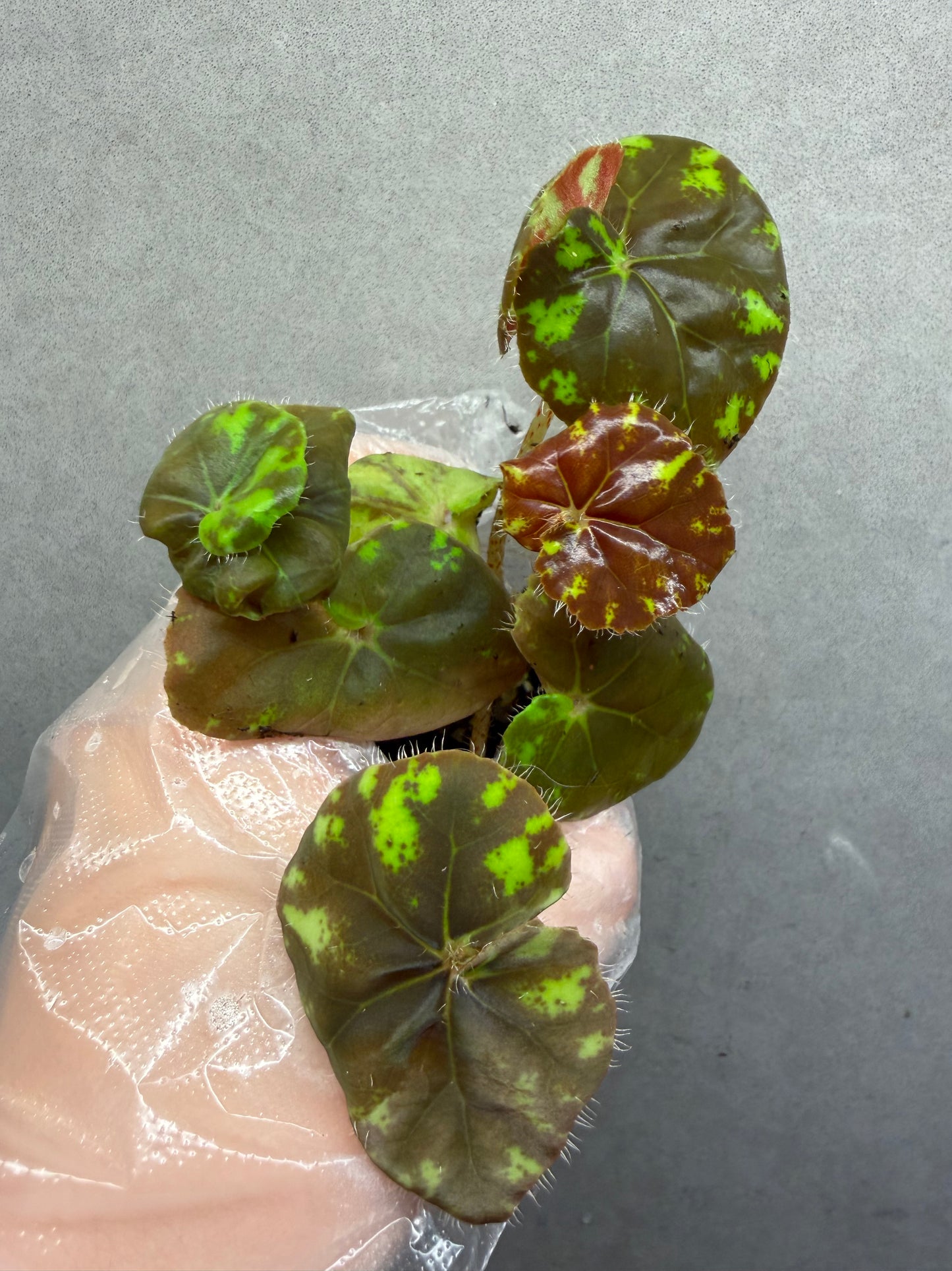 🐯 Begonia ‘Tiger Kitten’