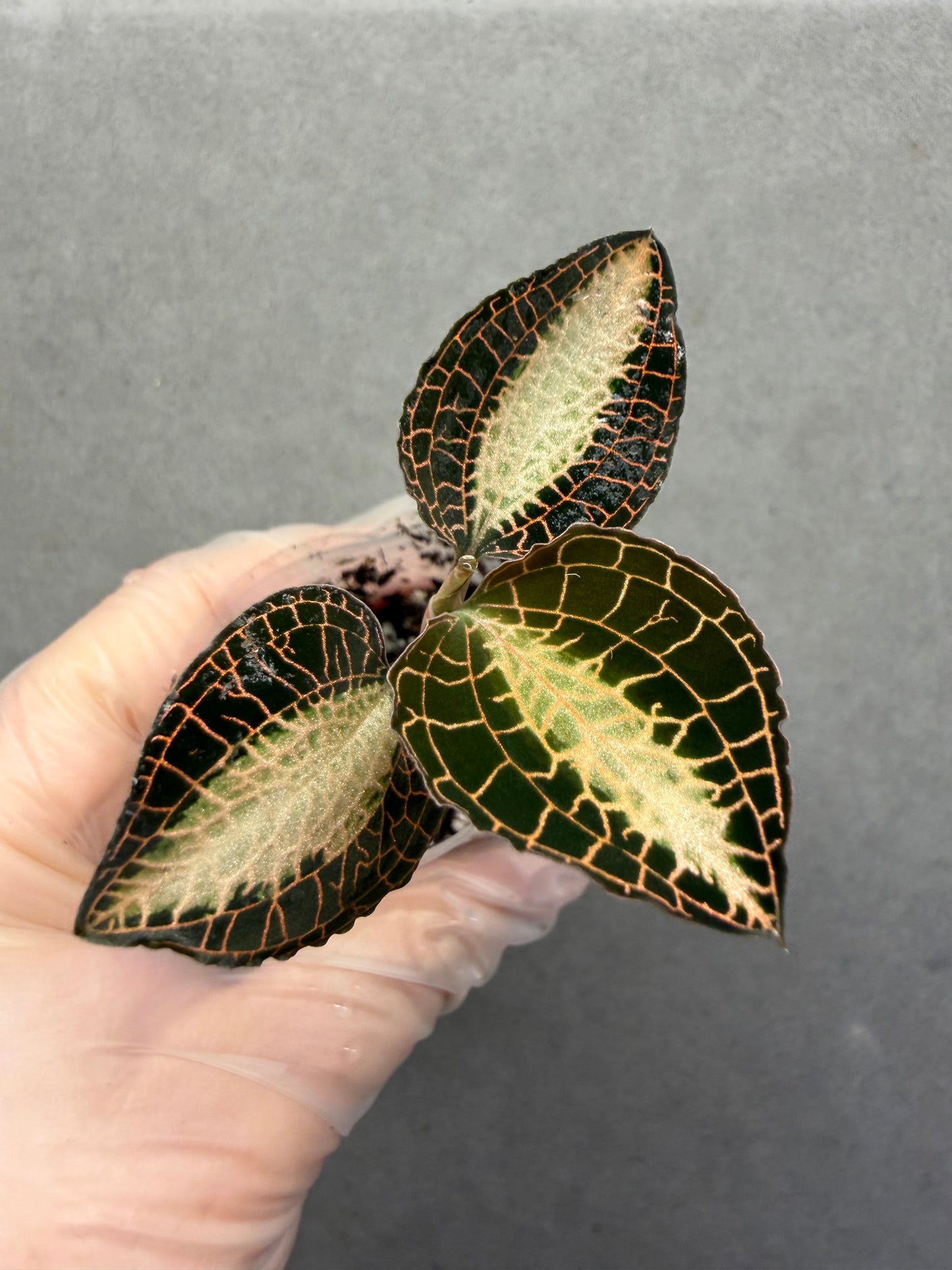 🌿Anoectochiluls roxburghii variegated