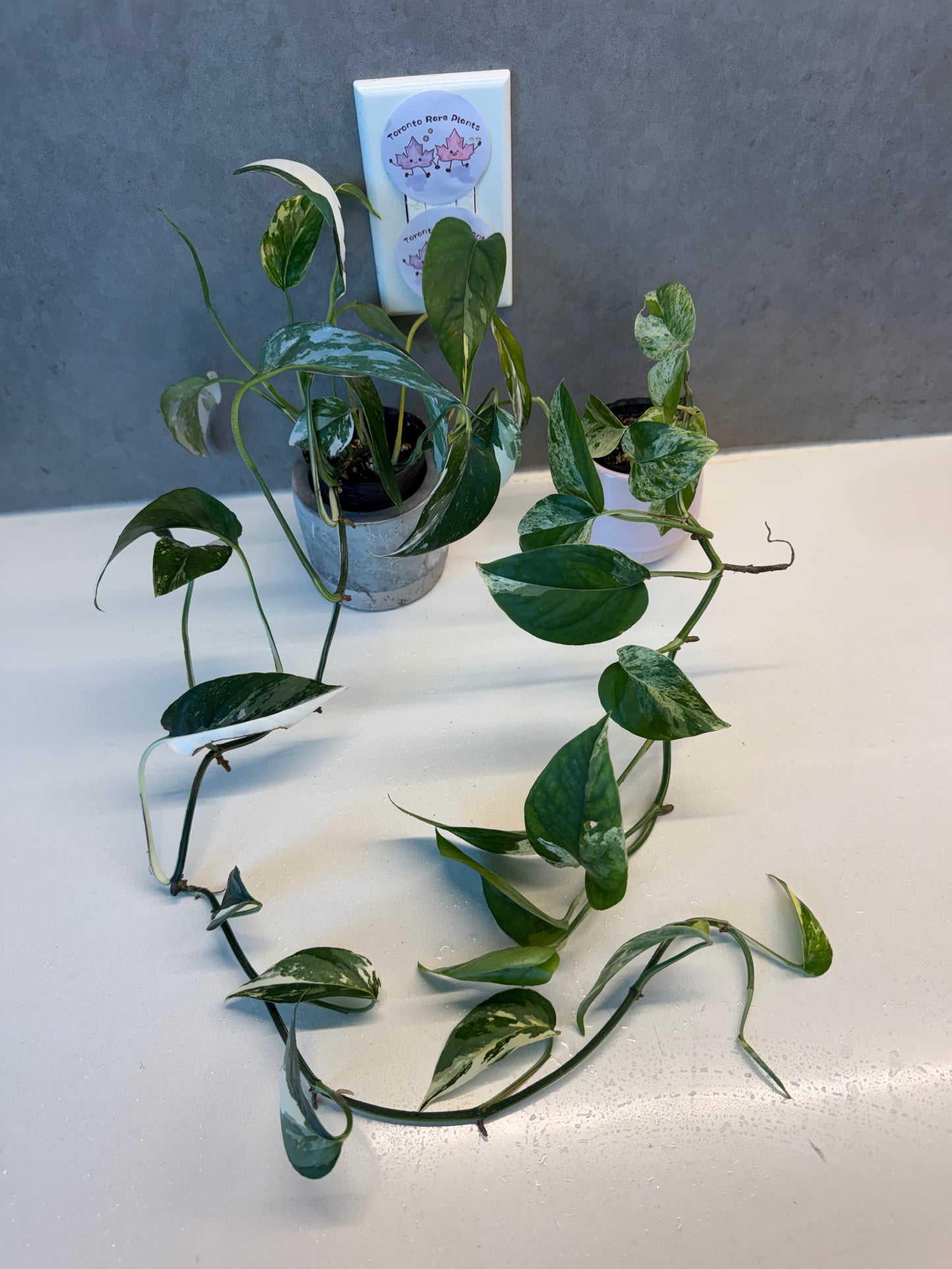 Epipremnum Pinnatum Albo Var➕
Epipremnum pinnatum 'Marble'