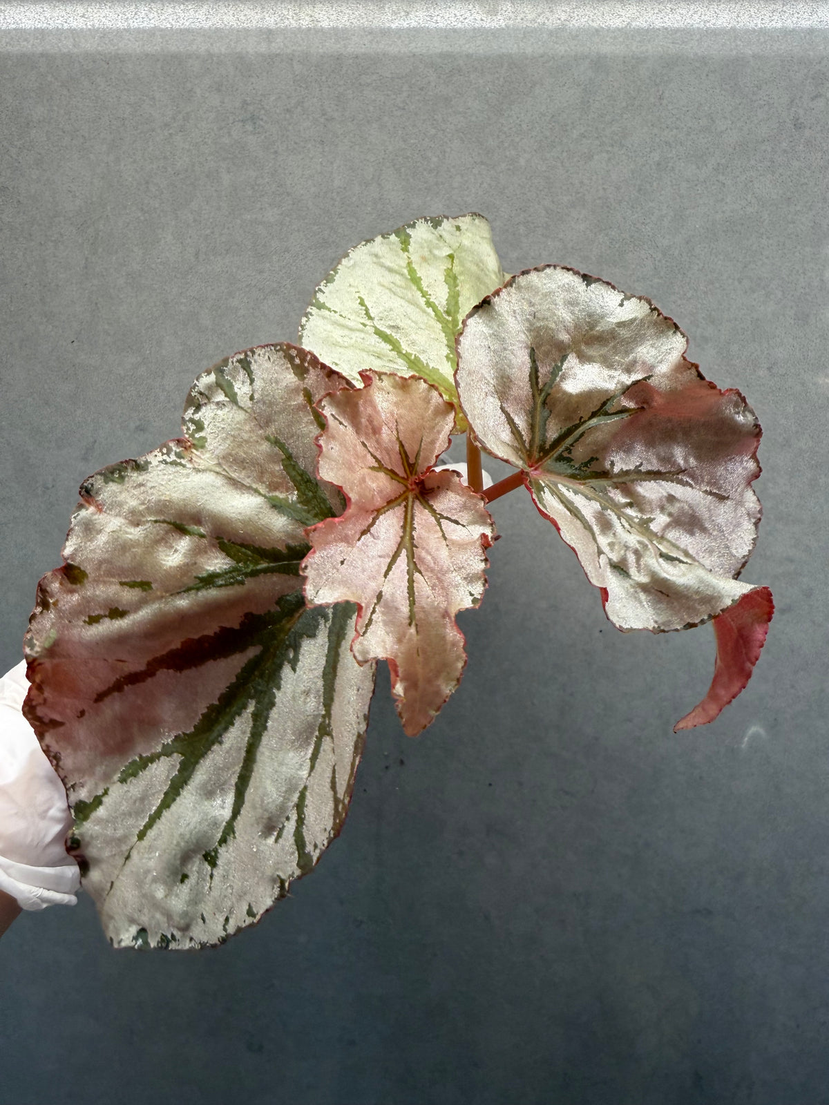 🌿Begonia Looking Glass