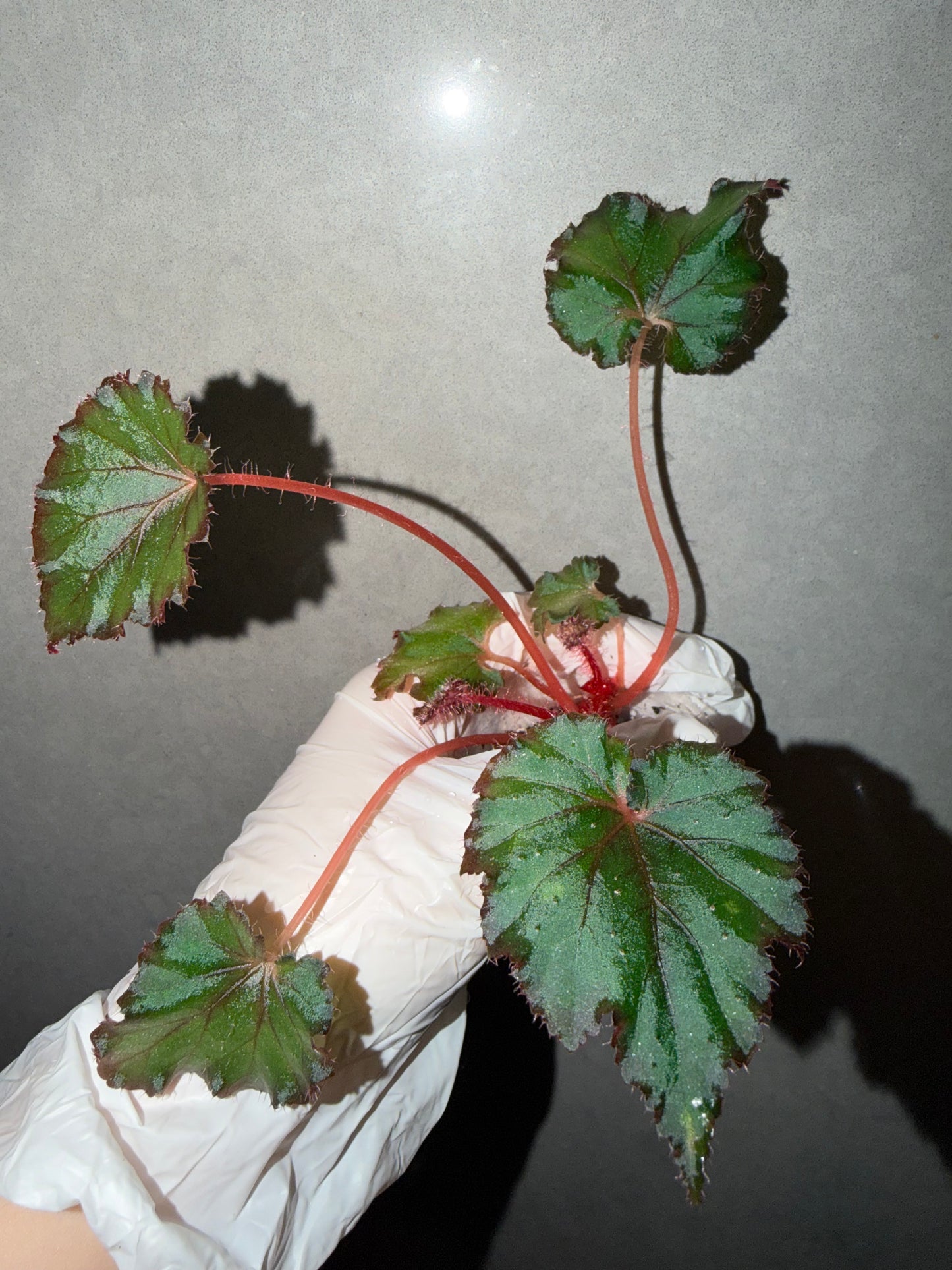 🌿Begonia ‘DS-Cuba’